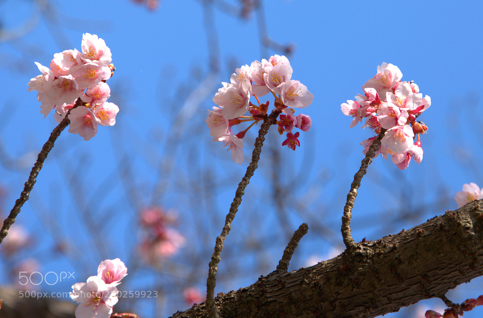 Nikon D800 sample photo. SakuraⅡ photography