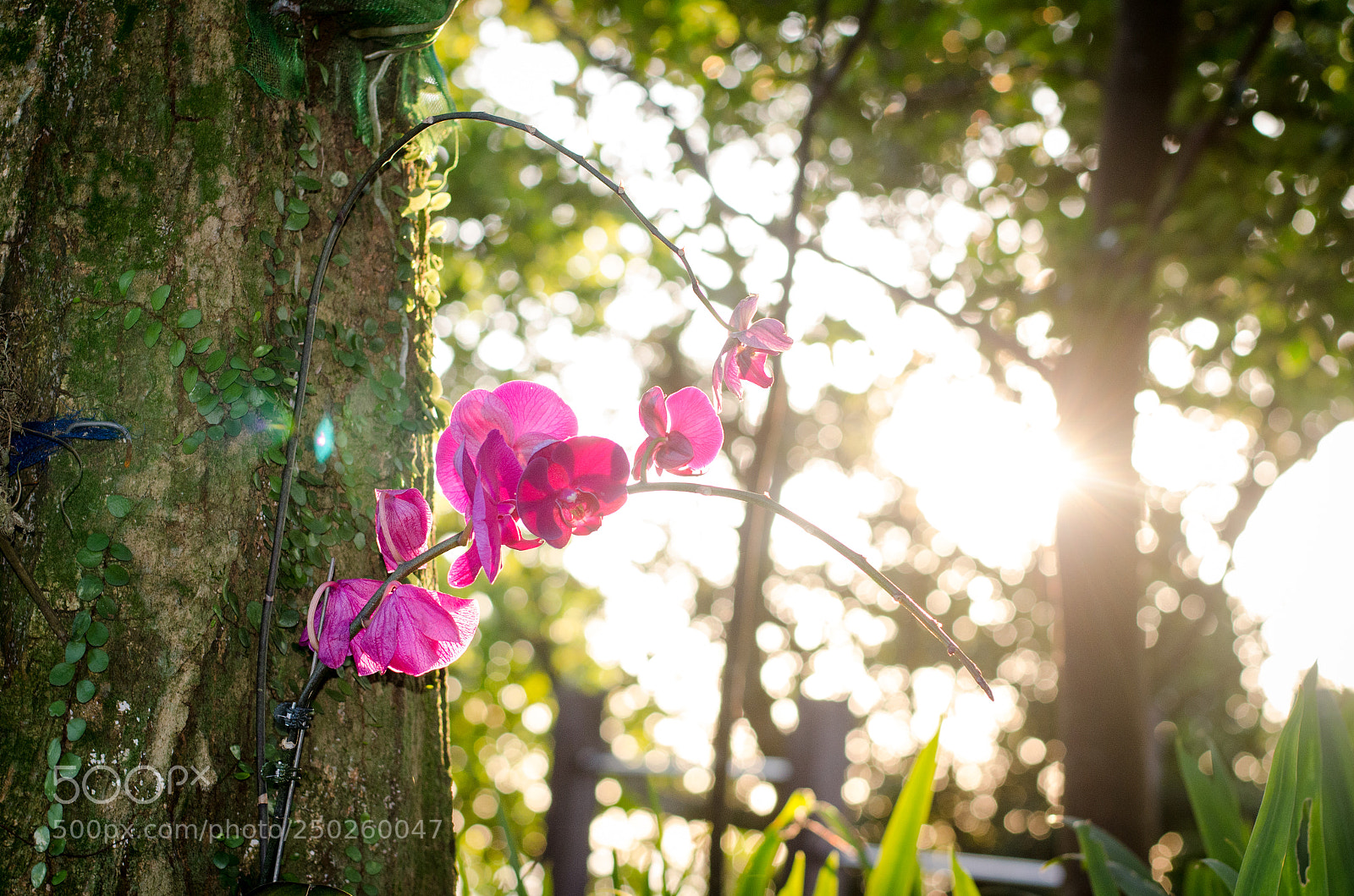 Nikon D5100 sample photo. The sun is looking photography