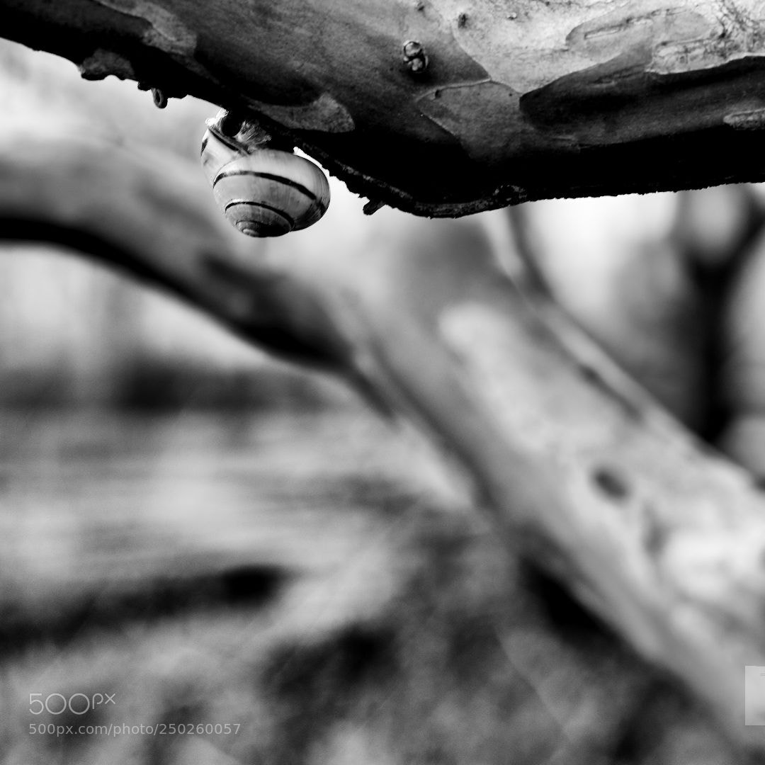 Canon EOS 600D (Rebel EOS T3i / EOS Kiss X5) sample photo. Melc, melc, codobelc... photography