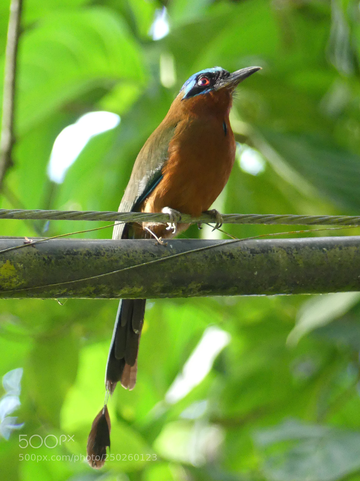 Panasonic Lumix DMC-FZ300 sample photo. Trinidad motmot motmot de photography