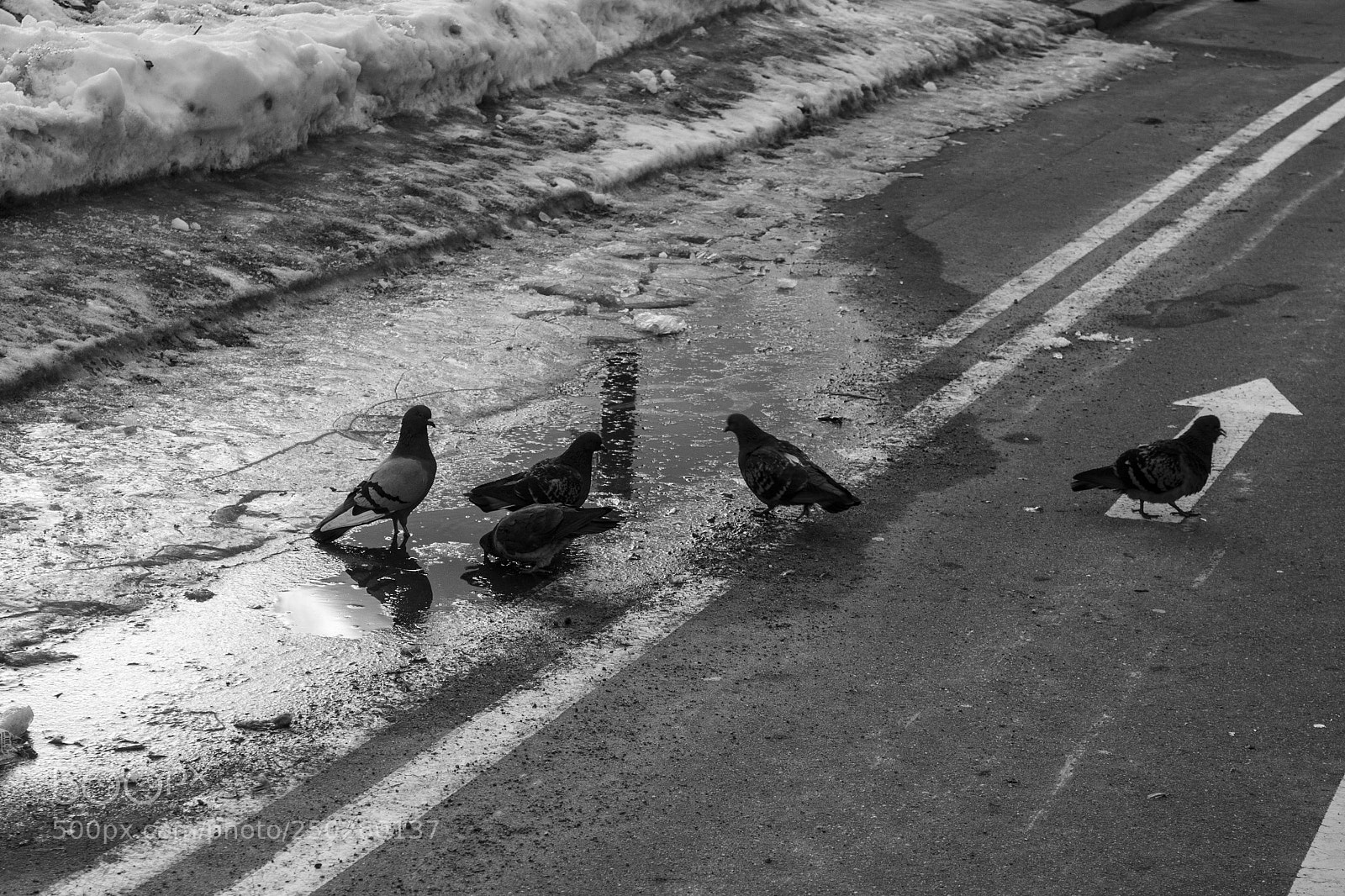 Canon EOS 500D (EOS Rebel T1i / EOS Kiss X3) sample photo. Birds photography
