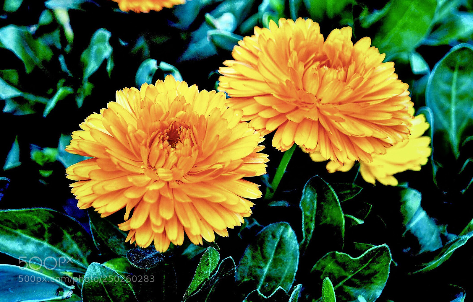 Nikon D7000 sample photo. Cnr-svg photography
