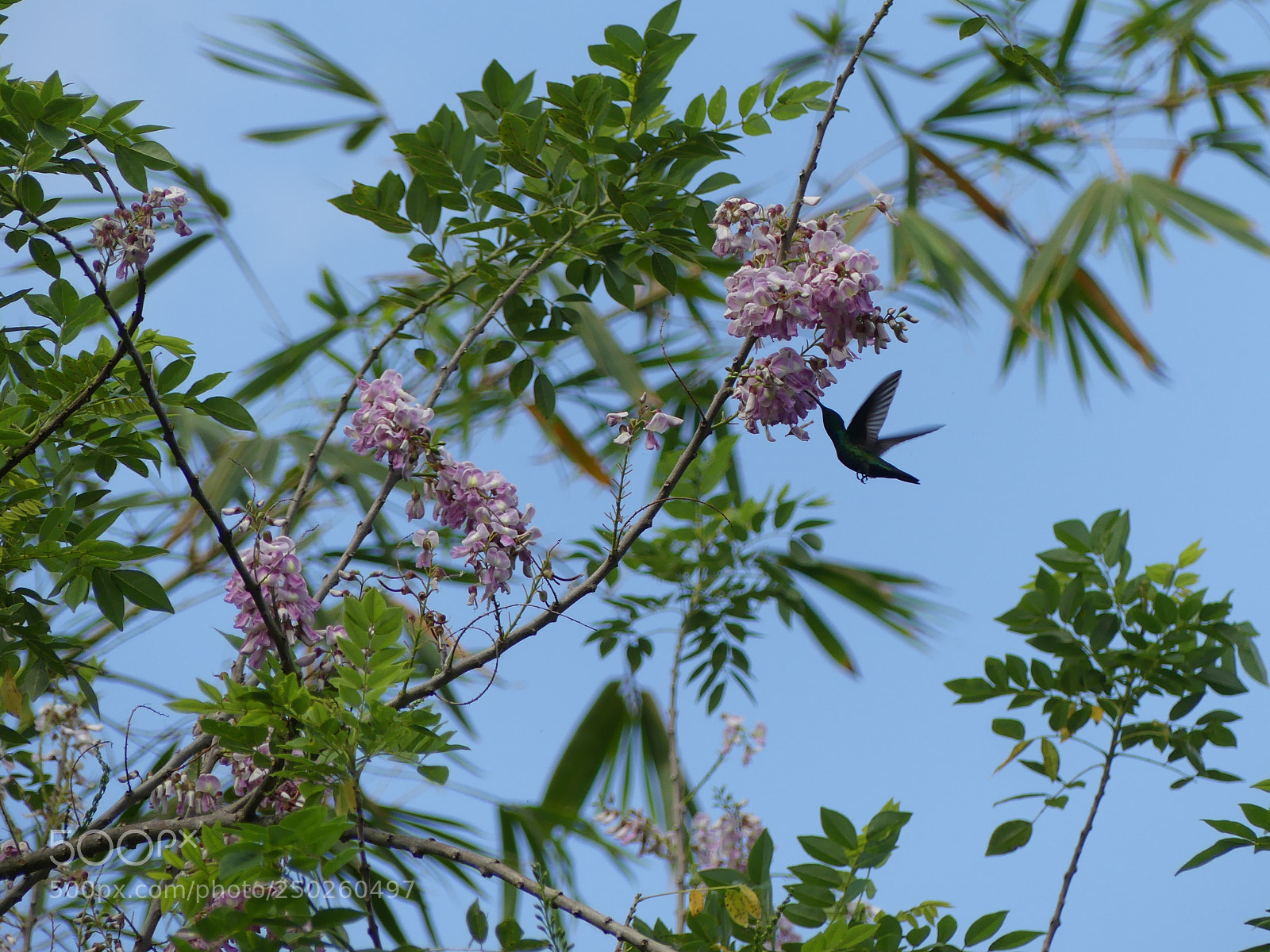 Panasonic Lumix DMC-FZ300 sample photo. Hummingbird photography