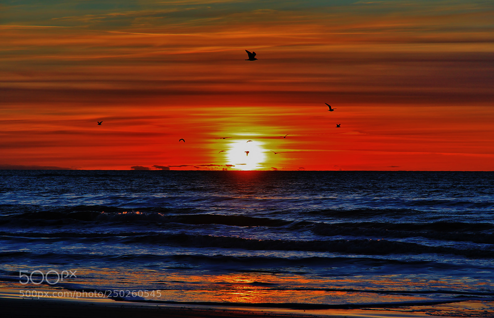 Canon EOS 60D sample photo. Sunset and gulls photography