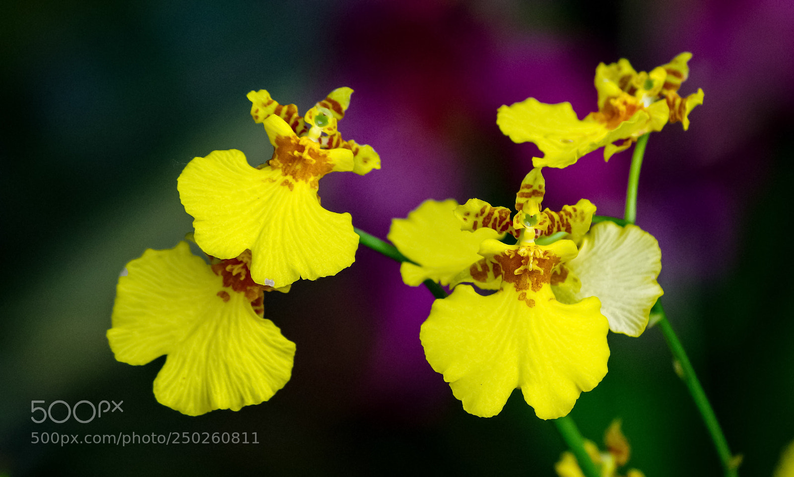 Pentax K-30 sample photo. Beauty of orchids photography