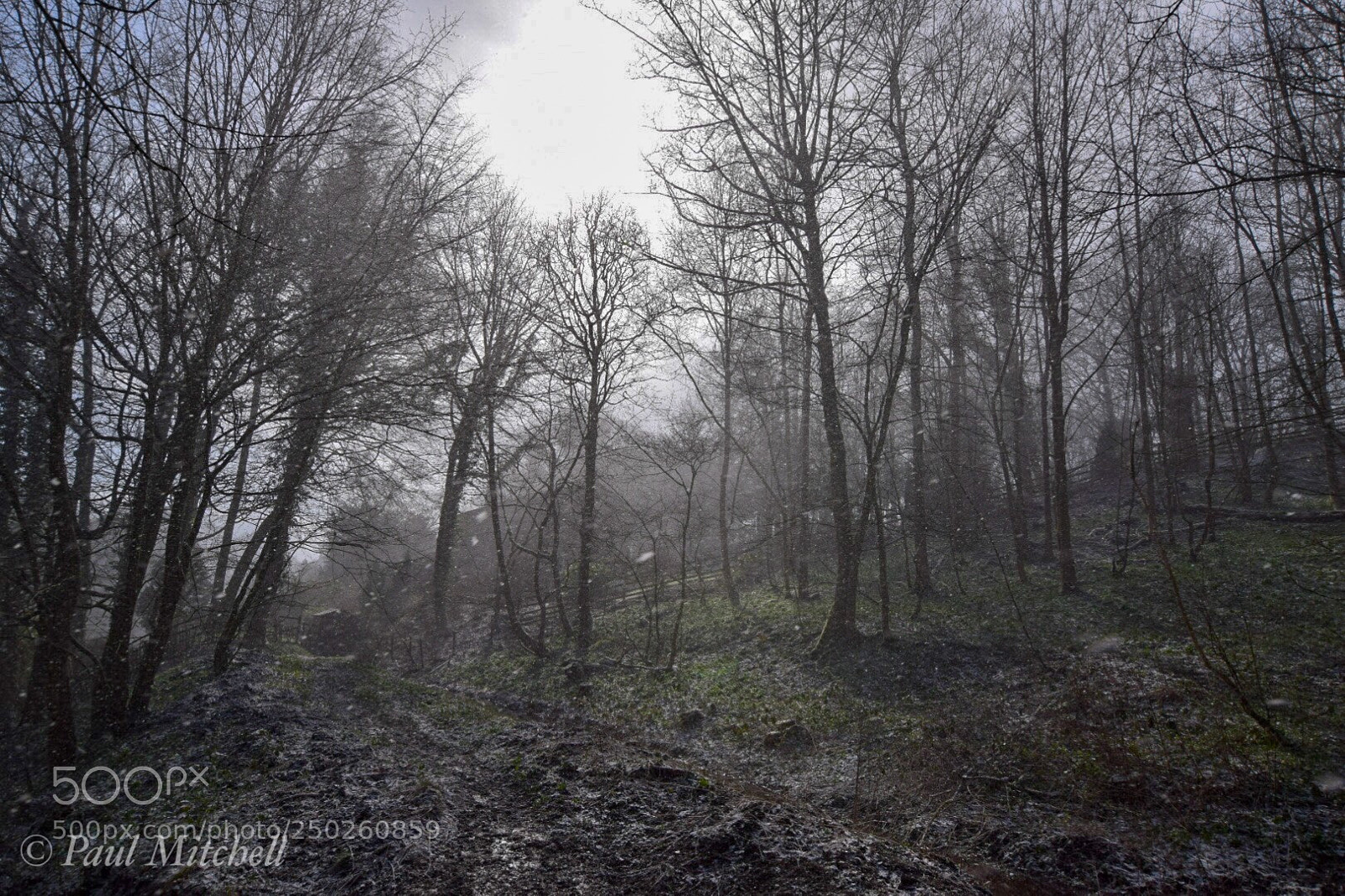 Nikon D5300 sample photo. Skipton woods  photography
