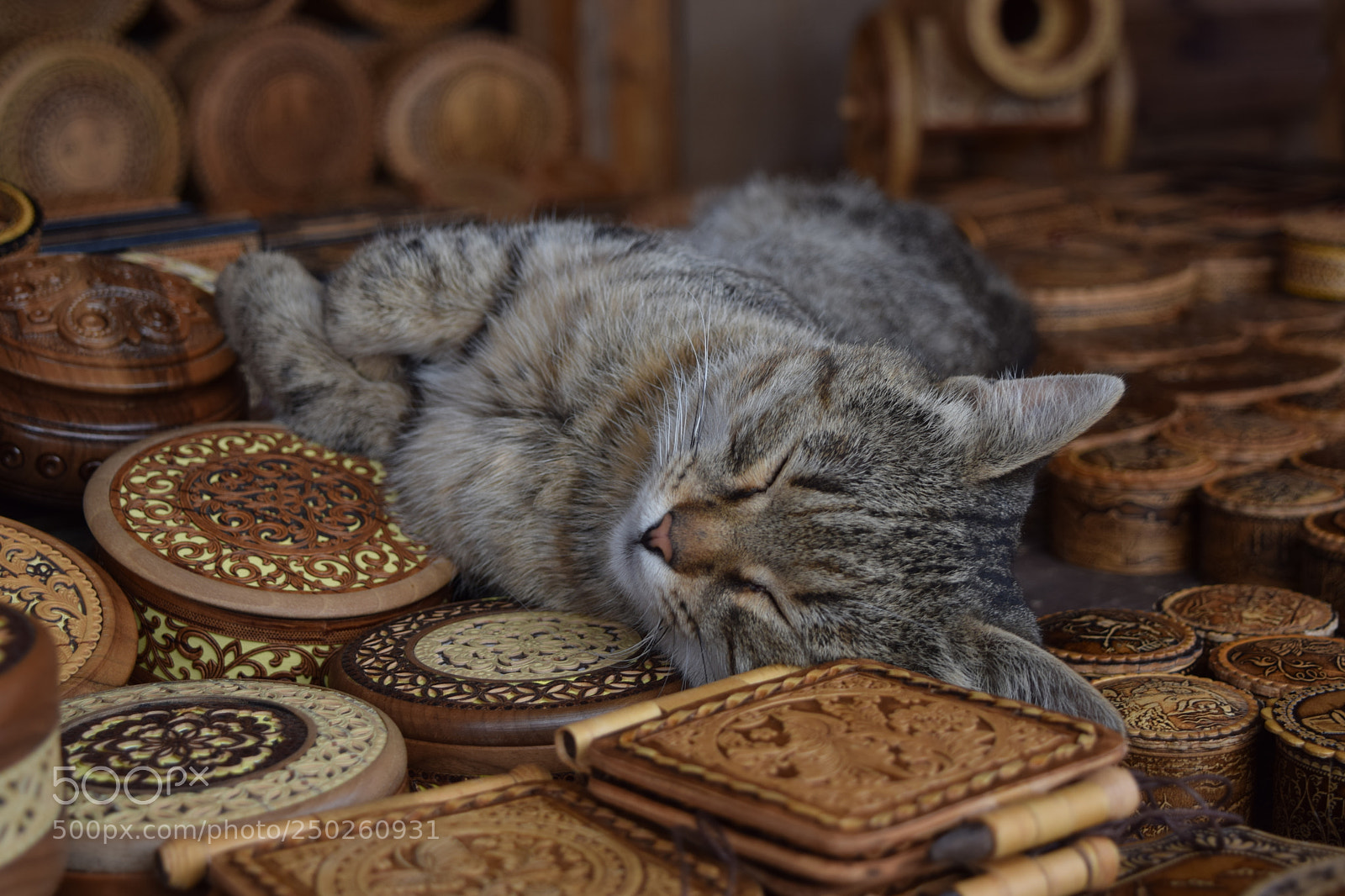 Nikon D3300 sample photo. The sleeping beauty photography