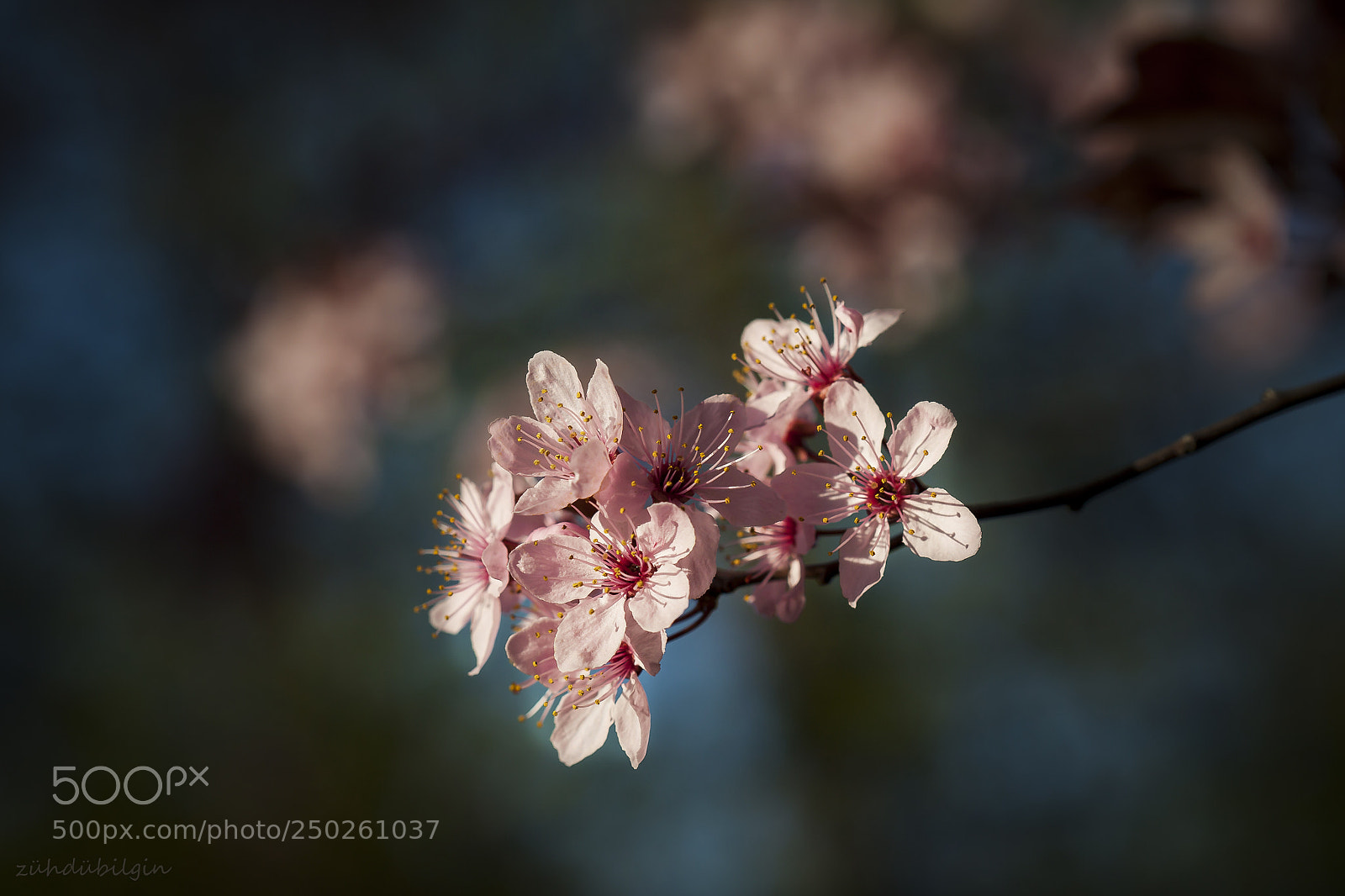 Canon EOS 5D Mark II sample photo. Plum blossom photography