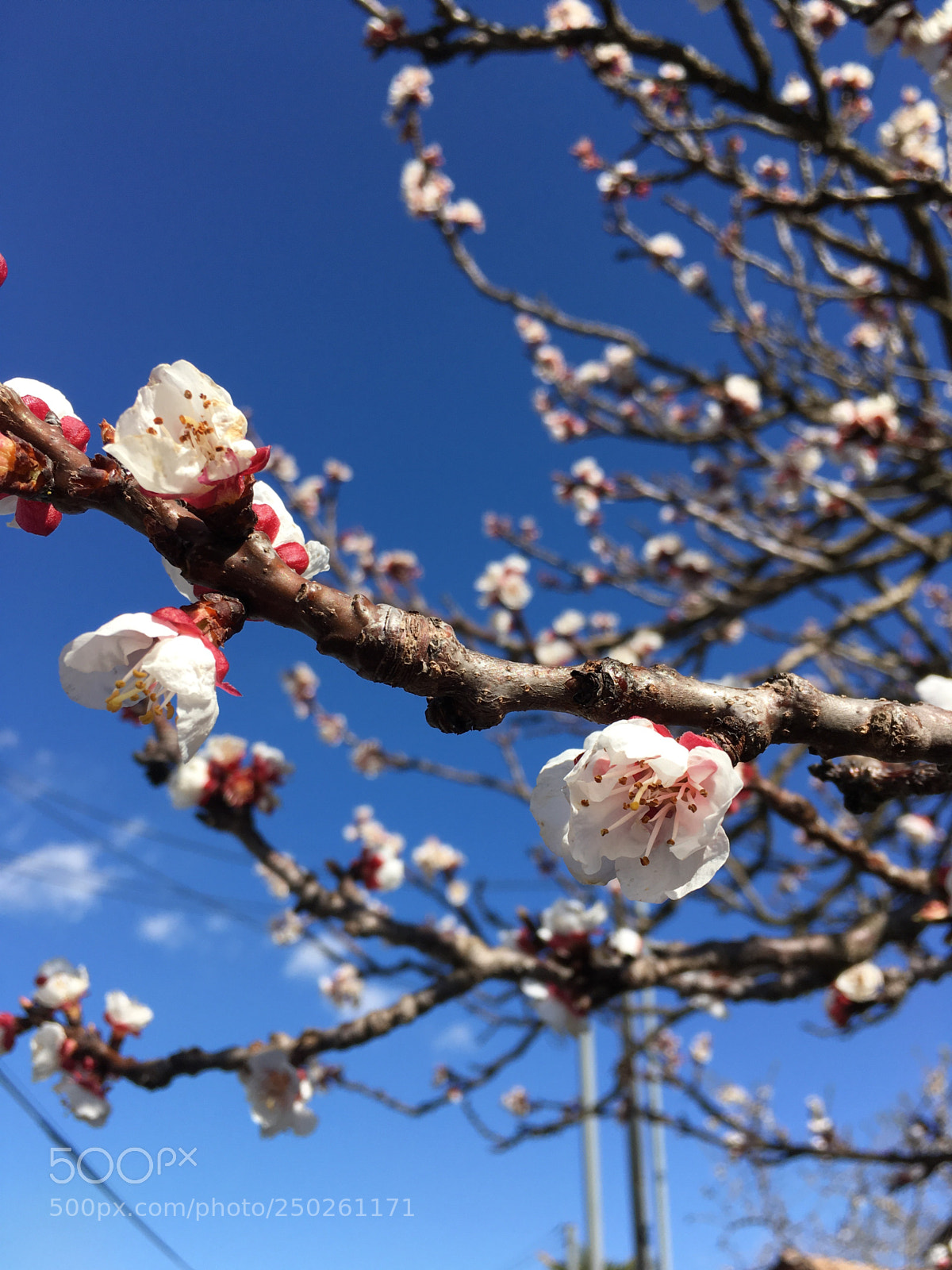Apple iPhone SE sample photo. Untitled photography