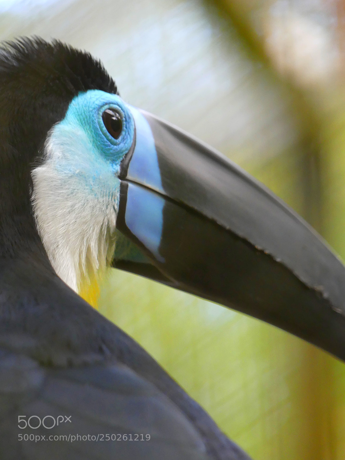 Panasonic Lumix DMC-FZ300 sample photo. Channel-billed toucan (toucan ariel) photography