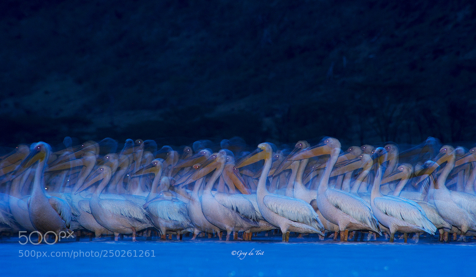 Nikon D3S sample photo. Twilight pelicans photography