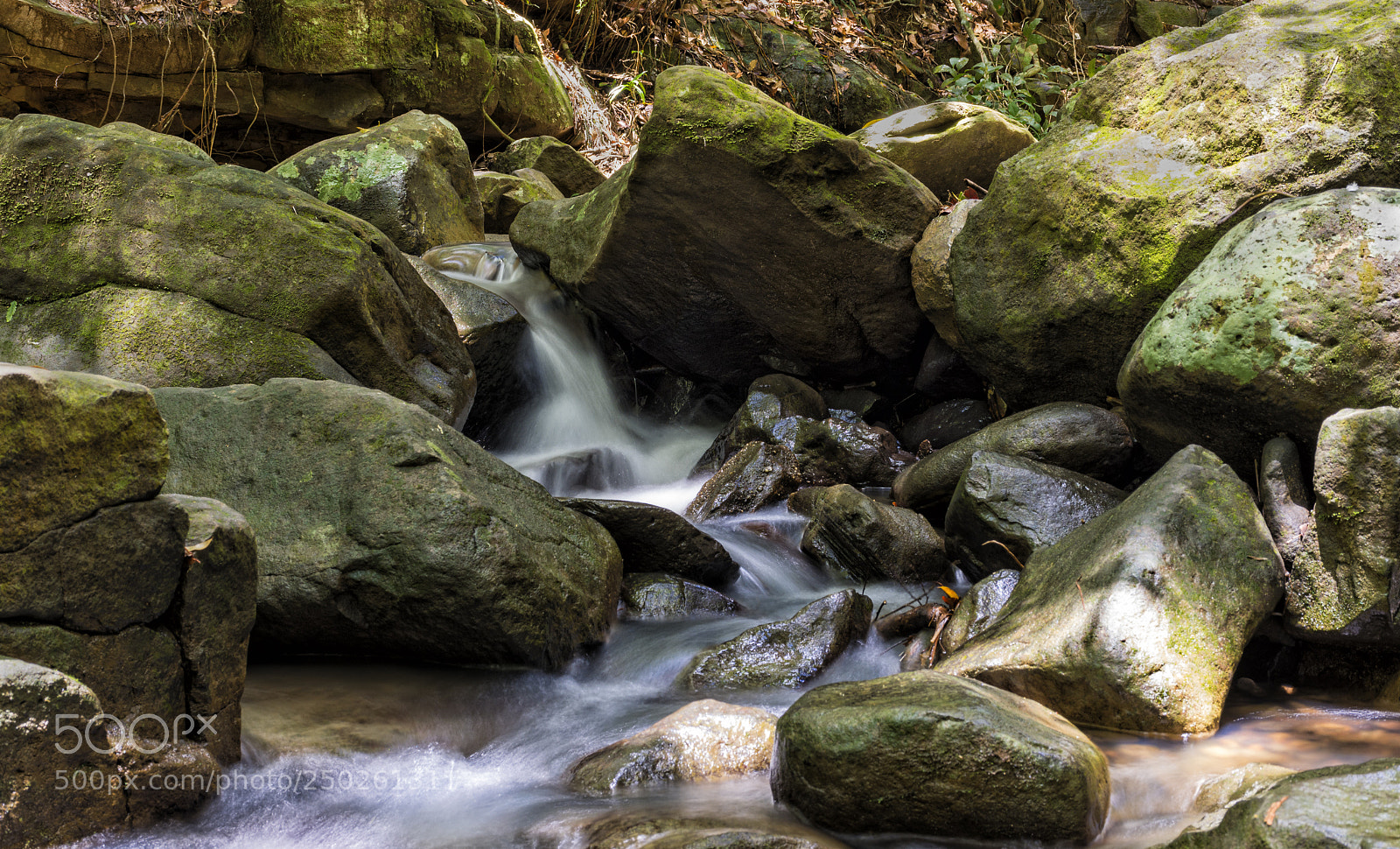 Nikon D7200 sample photo. Buderim forrest photography