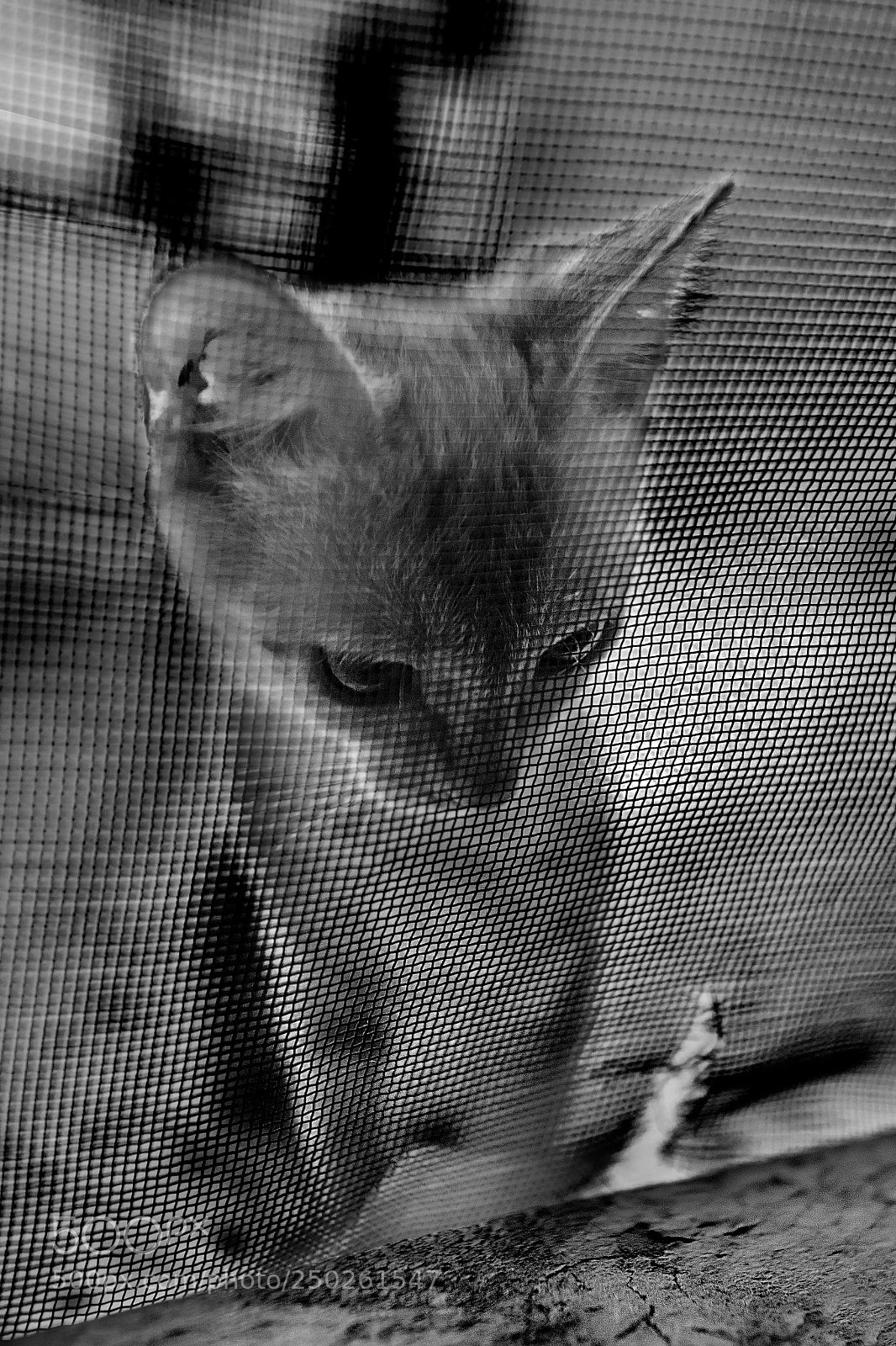 Sony a99 II sample photo. Kitten photography