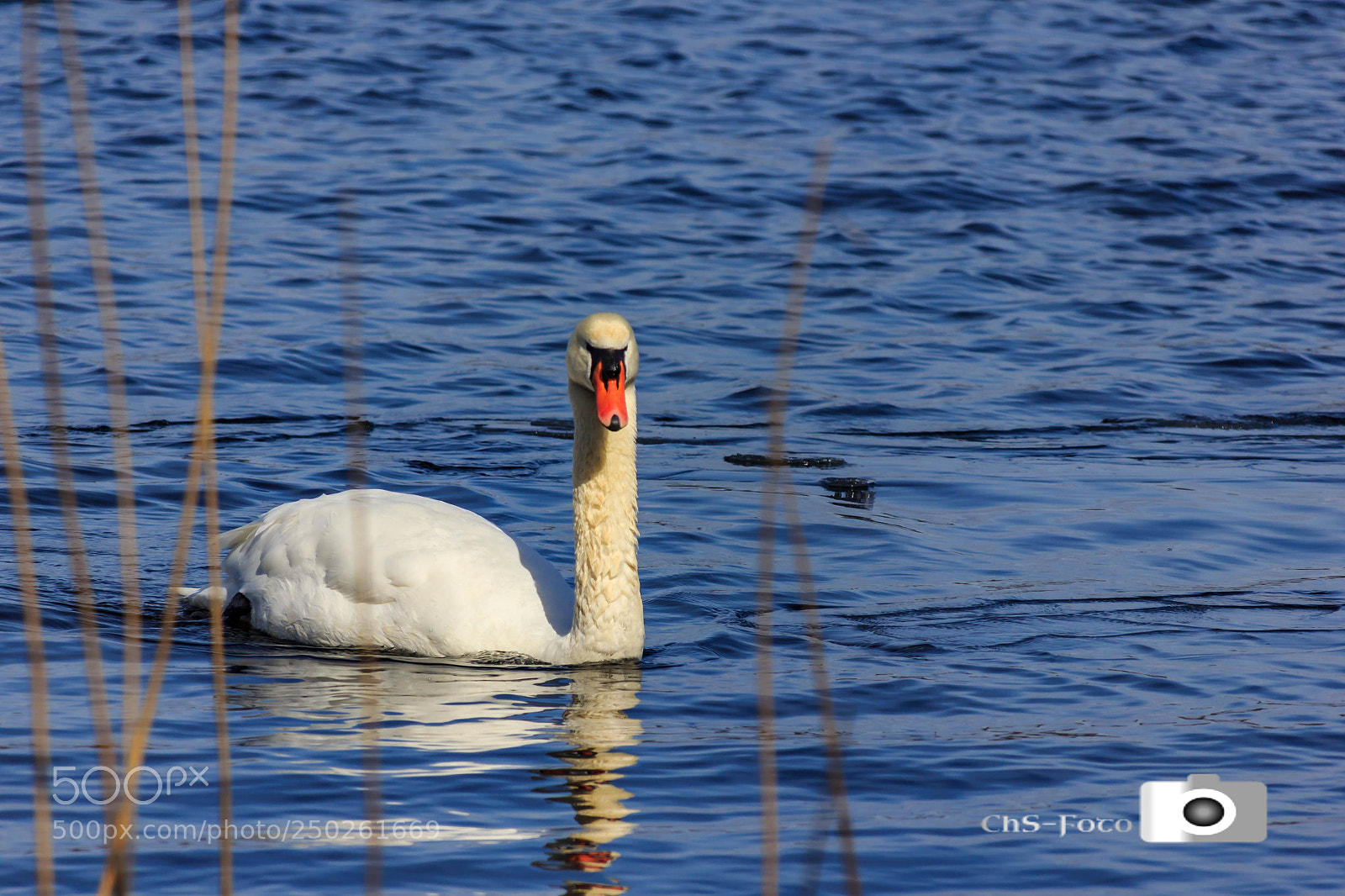 Canon EOS 550D (EOS Rebel T2i / EOS Kiss X4) sample photo. Schwan (von ) photography