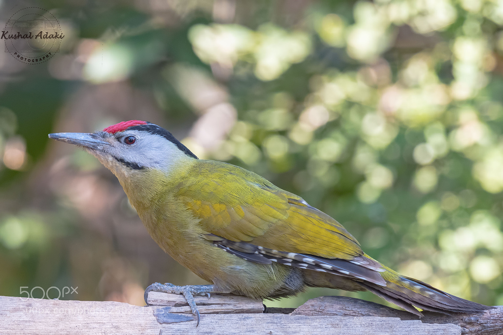 Nikon D500 sample photo. Grey-headed woodpecker photography