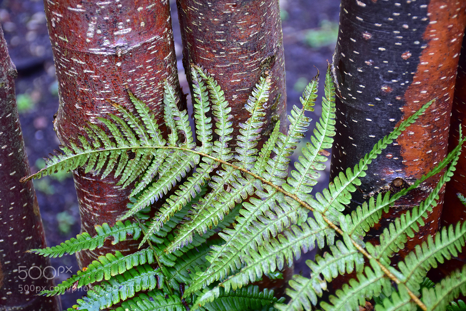 Nikon D7200 sample photo. Green fern photography