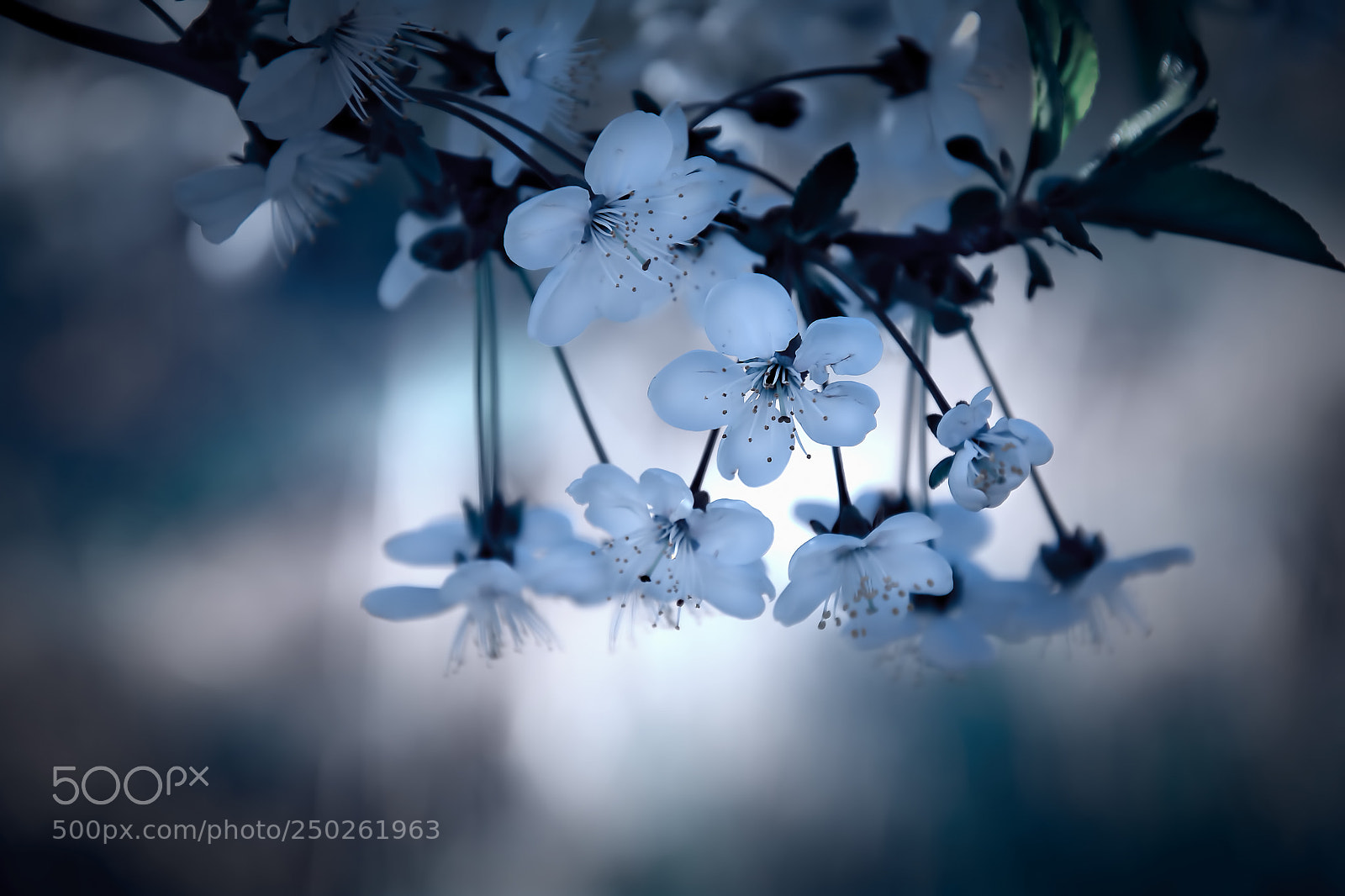 Nikon D7100 sample photo. Spring photography