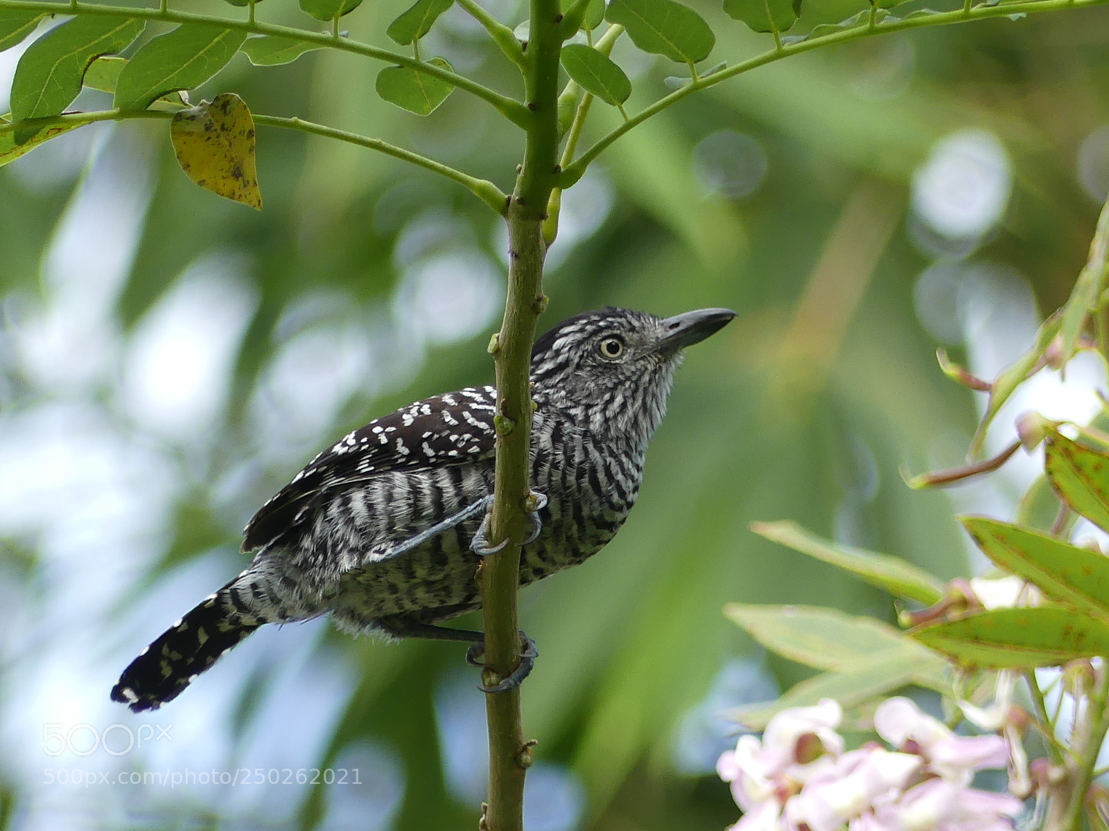 Panasonic Lumix DMC-FZ300 sample photo. Barred antshrike

(batara rayé) photography