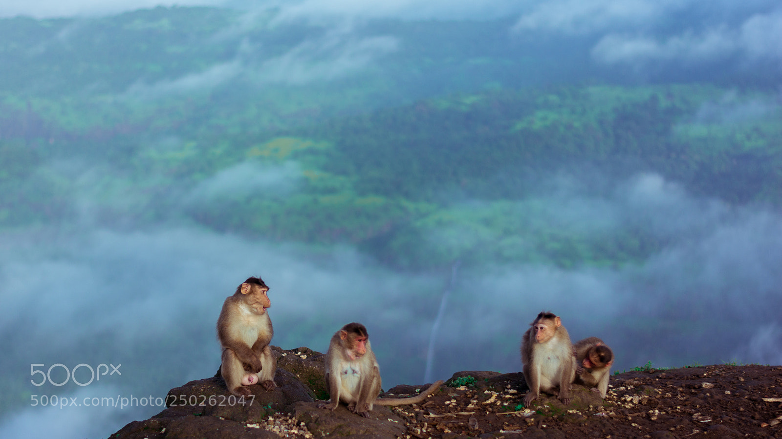 Nikon D7100 sample photo. Monkeying around photography