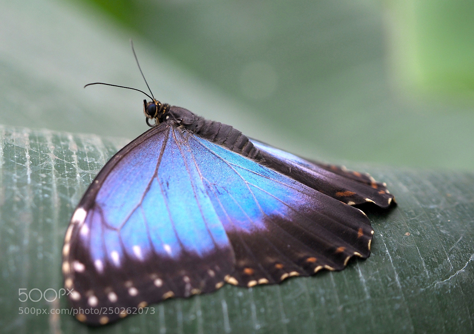 Olympus OM-D E-M1 Mark II sample photo. Stretching to sunbath photography