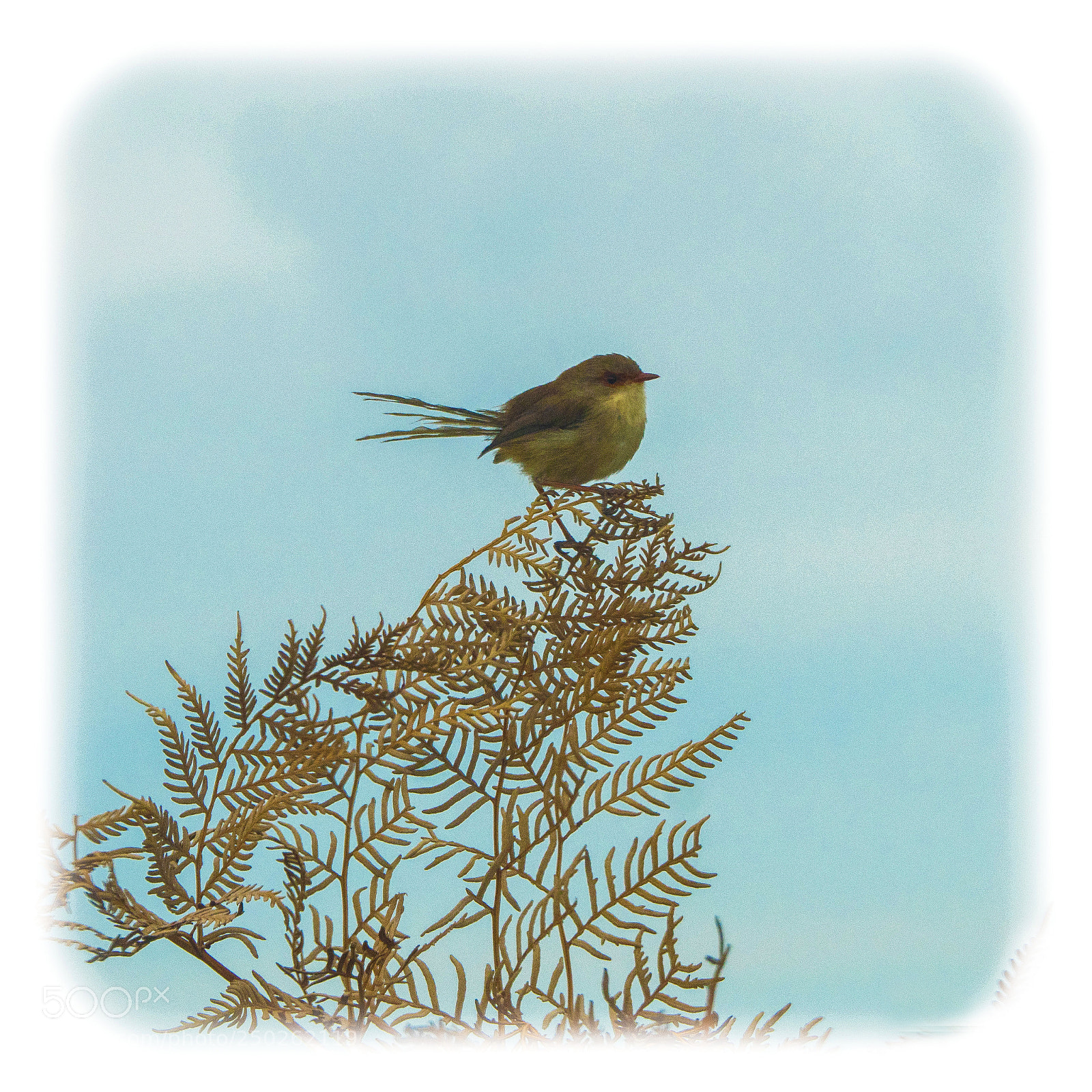 Olympus OM-D E-M1 sample photo. Female emu wren photography