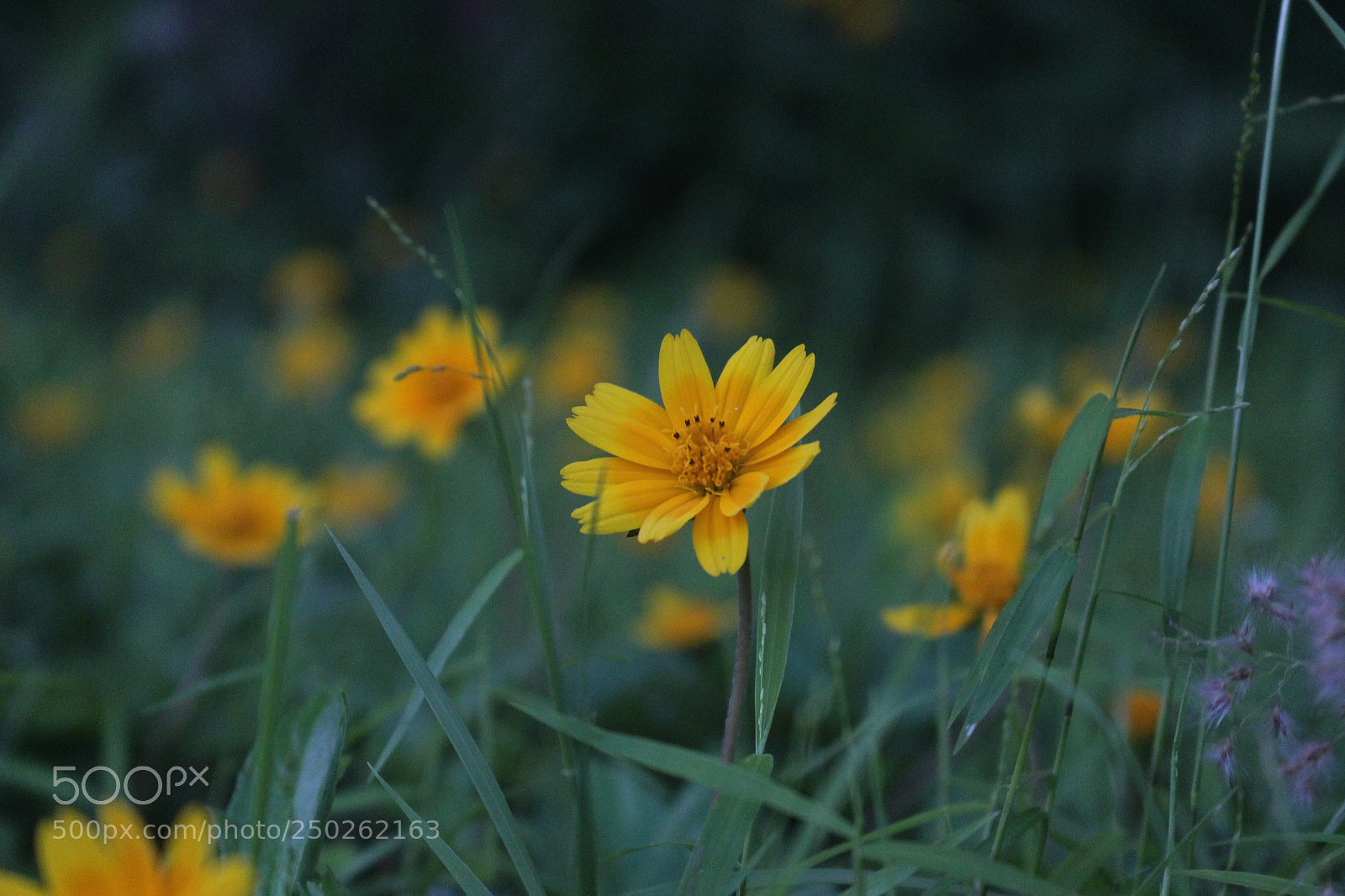Canon EOS 700D (EOS Rebel T5i / EOS Kiss X7i) sample photo. Field of daisies photography