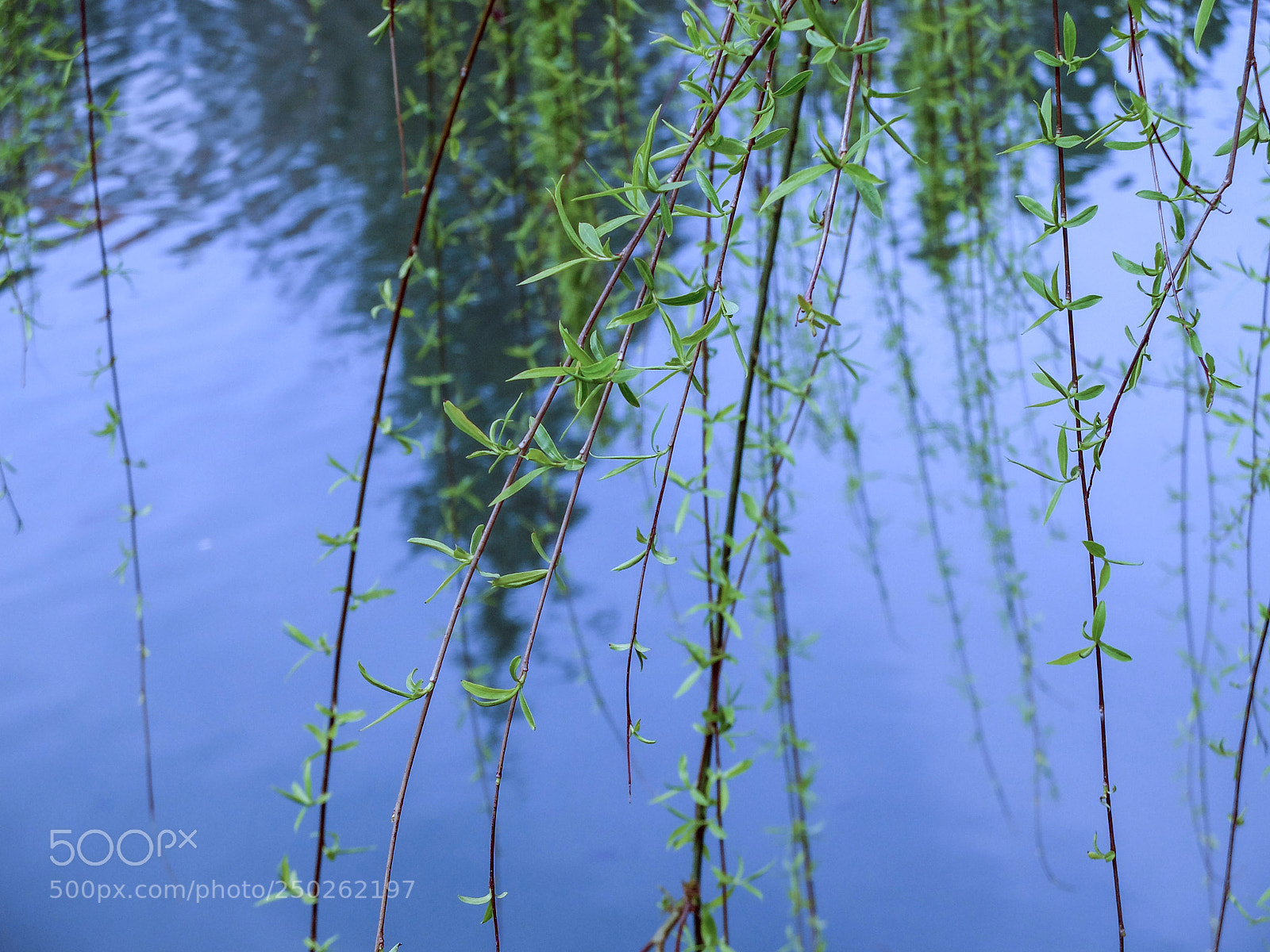 Fujifilm X20 sample photo. Willow photography