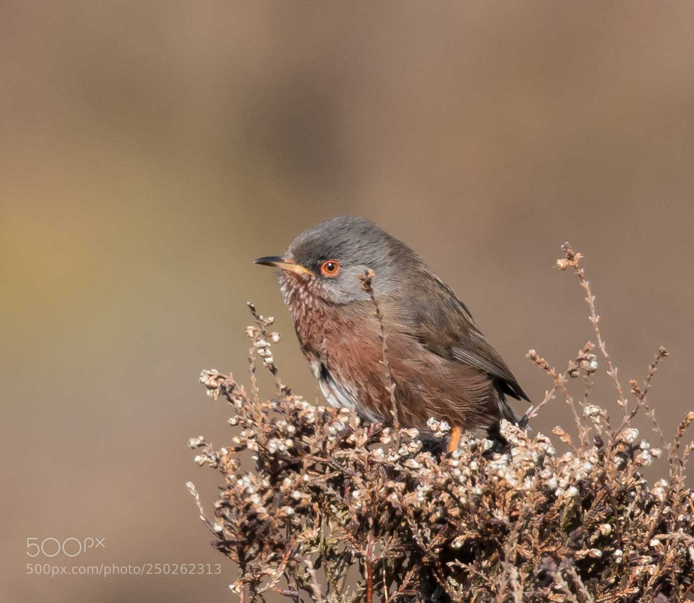 Canon EOS 7D Mark II sample photo. Dartford warbler photography