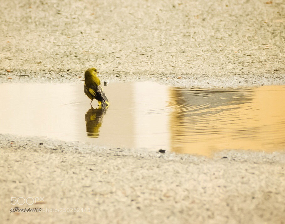 Nikon D5300 sample photo. Angry bird photography