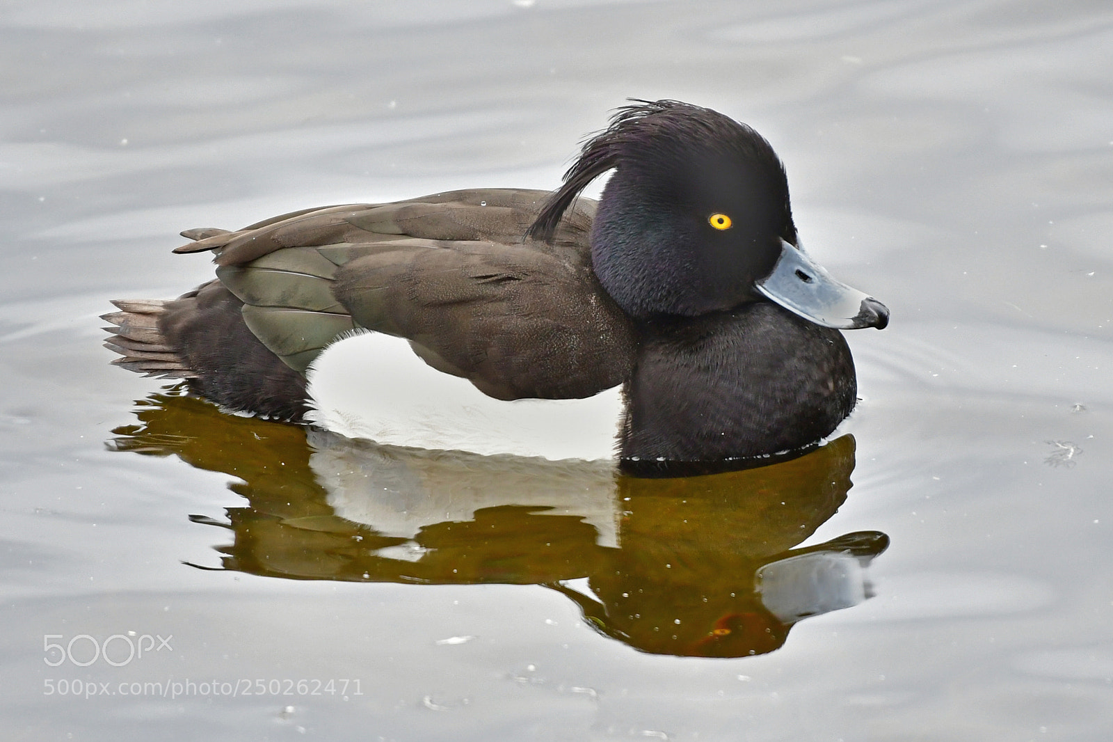Nikon D500 sample photo. Duck photography