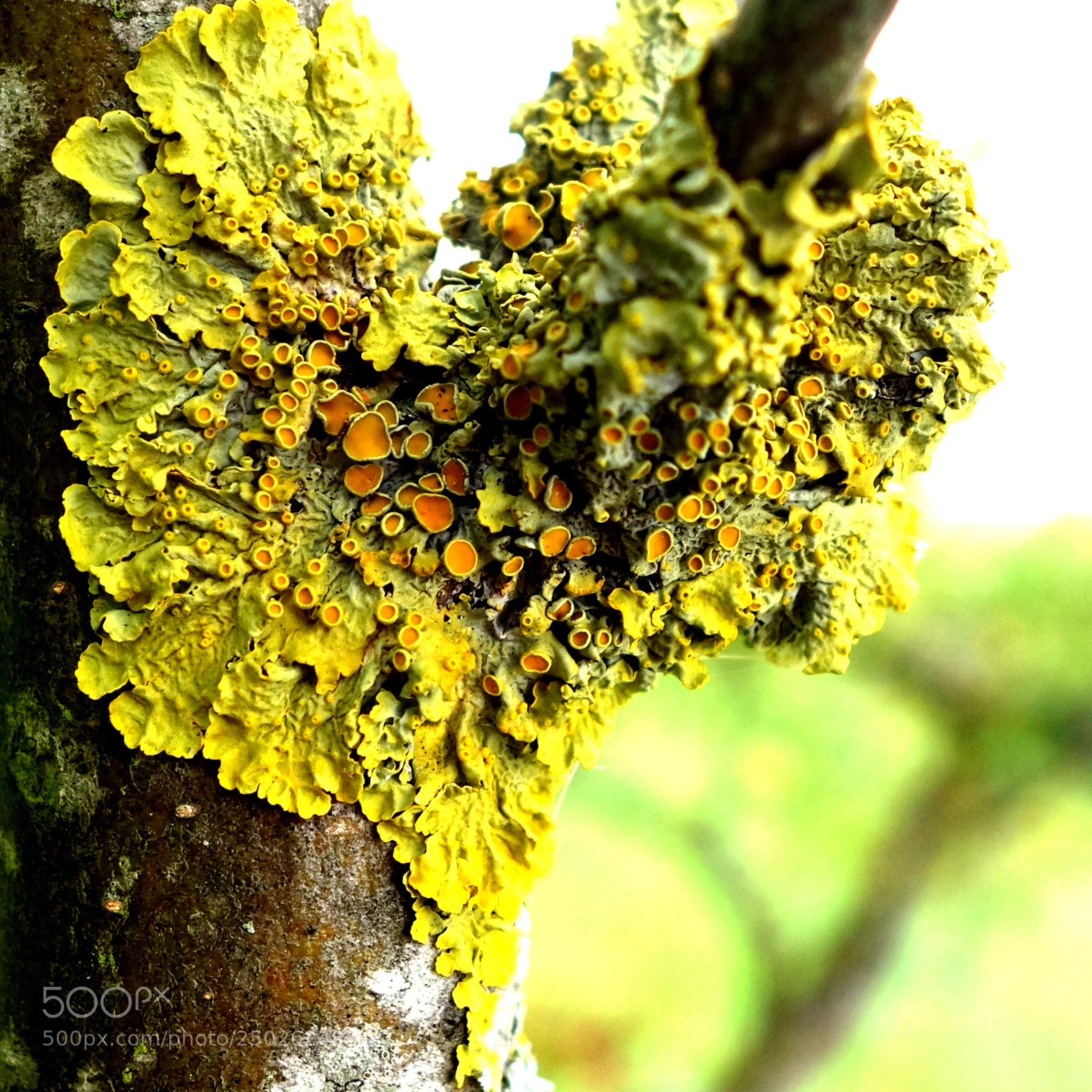 Sony Cyber-shot DSC-RX100 II sample photo. Ceinture verte paris () copie photography