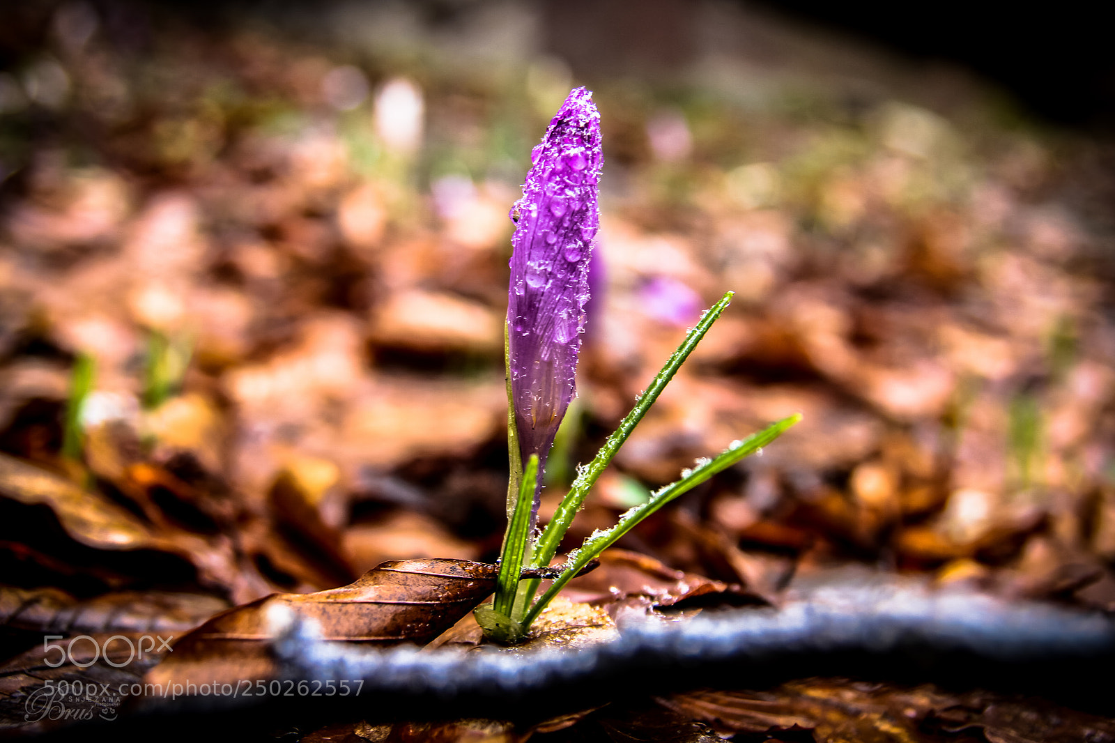 Canon EOS 7D sample photo. Frozen drops on saffron <3 photography