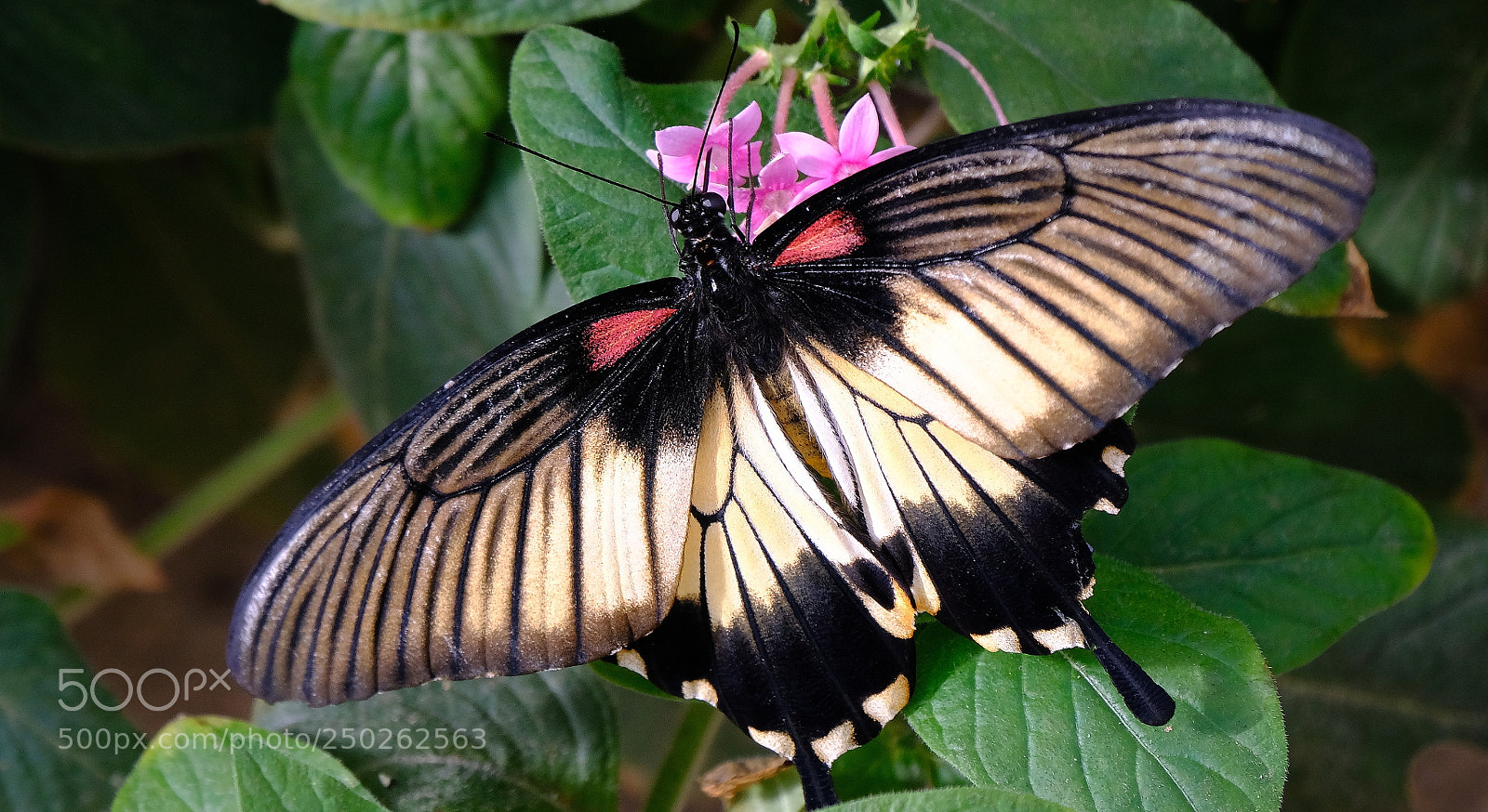 Fujifilm X-H1 sample photo. Nectar breakfast photography