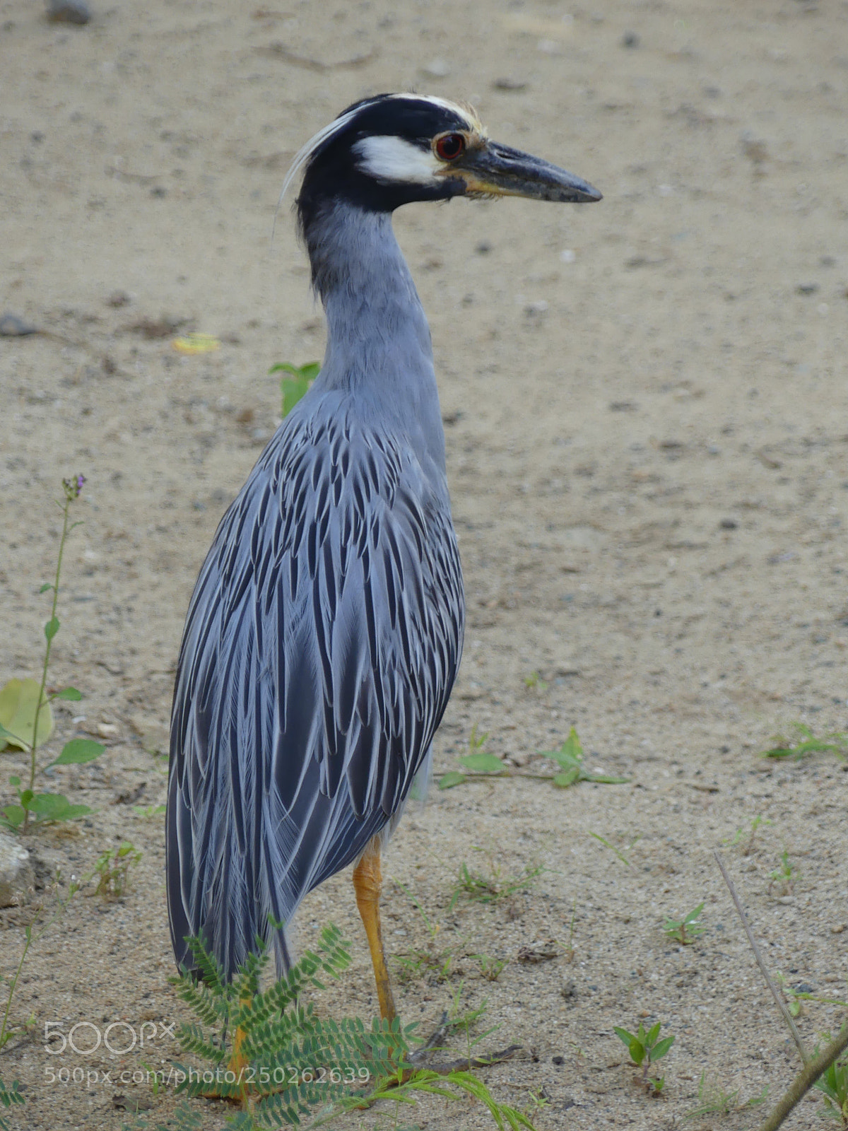 Panasonic Lumix DMC-FZ300 sample photo. Yellow-crowned night heron bihoreau photography