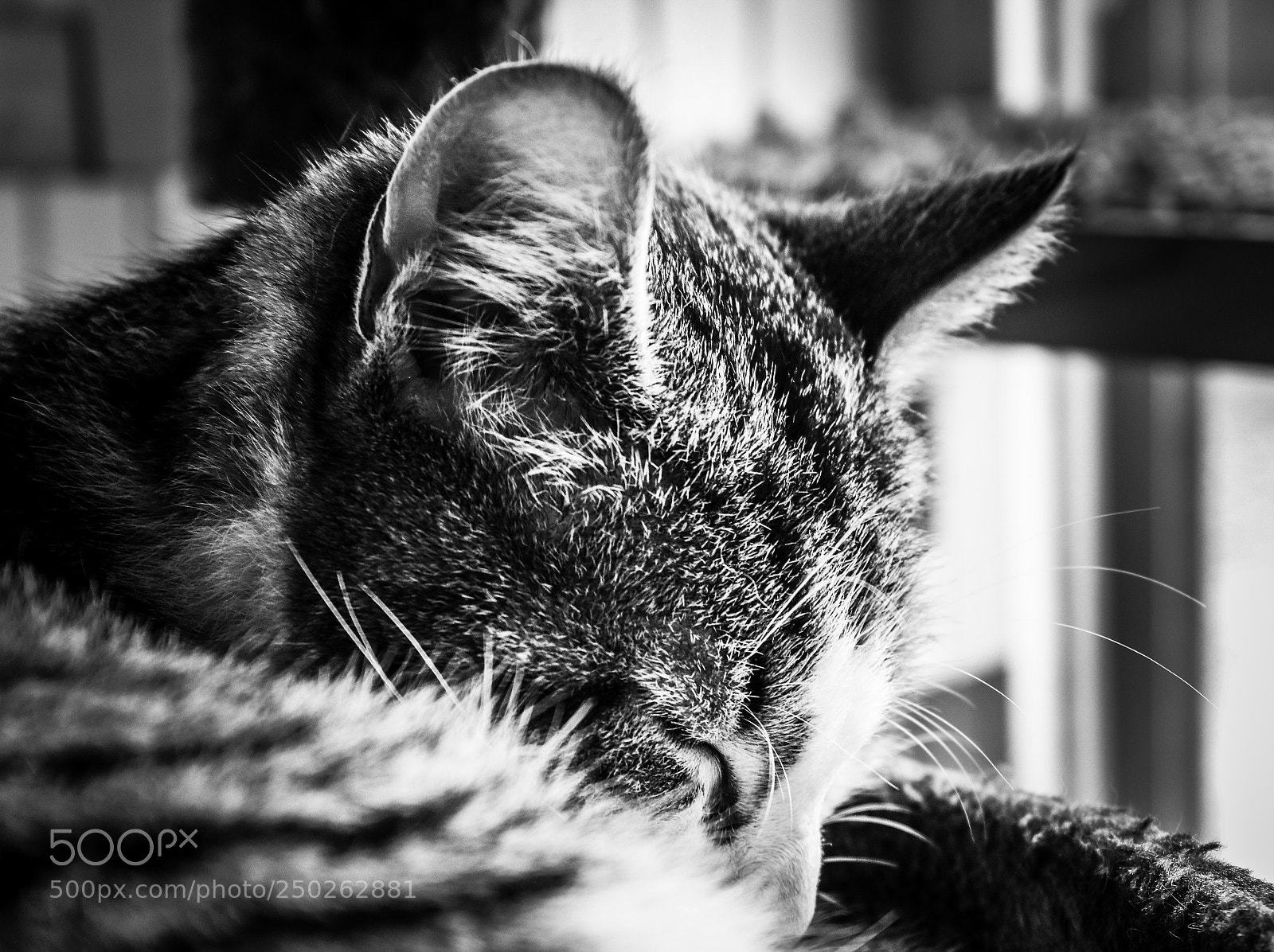 Canon EOS 760D (EOS Rebel T6s / EOS 8000D) sample photo. Sleep soft photography