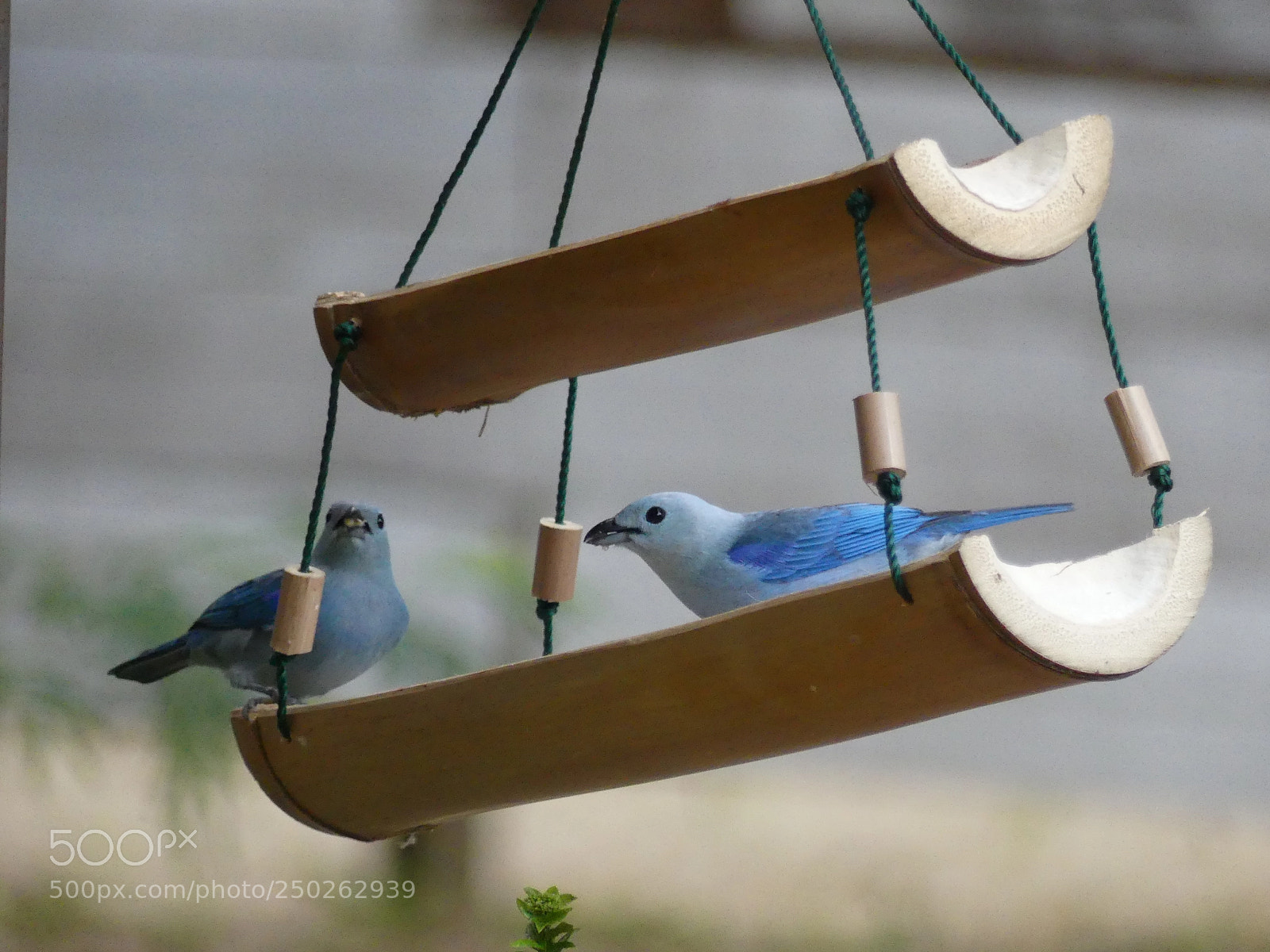 Panasonic Lumix DMC-FZ300 sample photo. Blue grey tanagers tangara photography