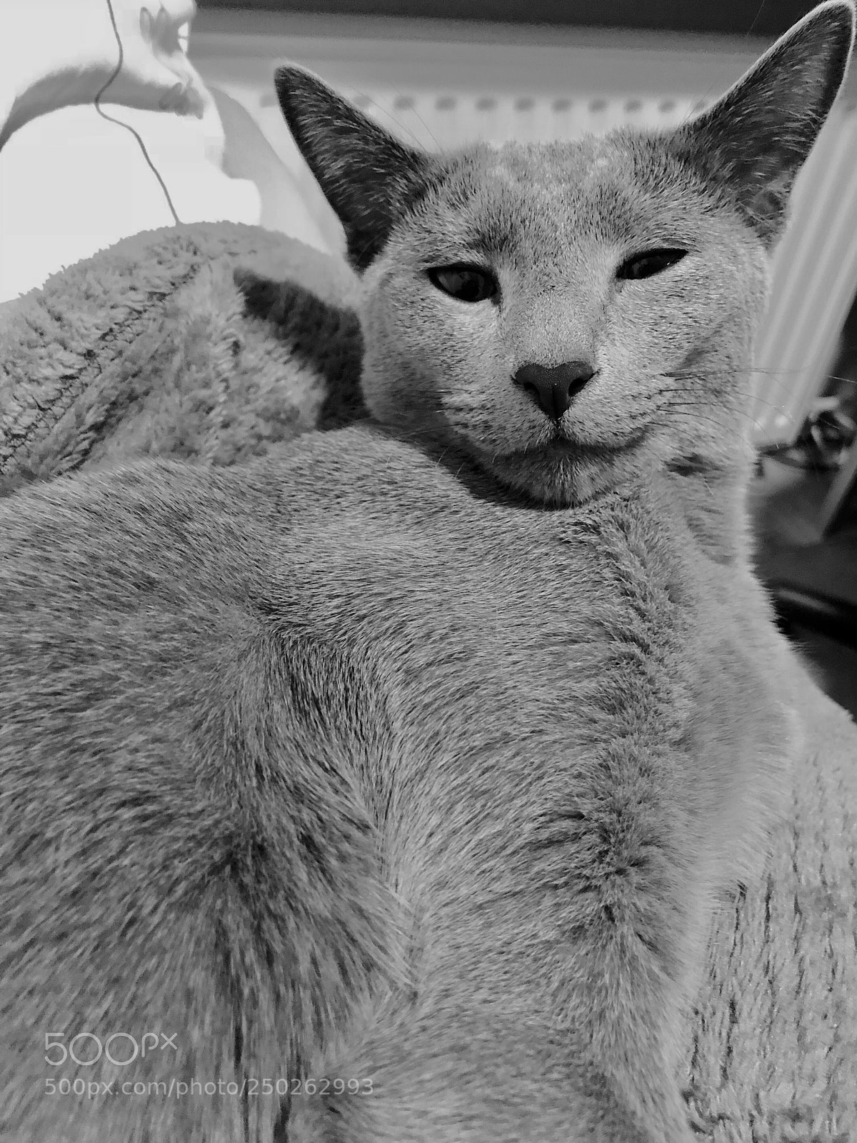 Apple iPhone X sample photo. 44. russian cat photography