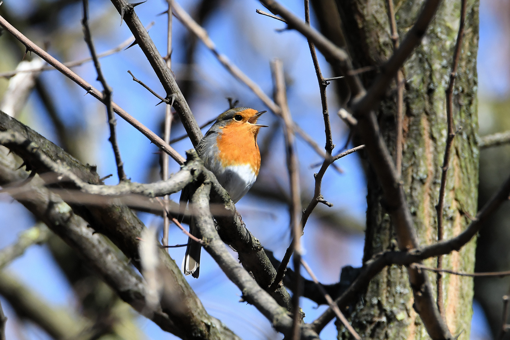 Nikon D500 sample photo. Robin photography