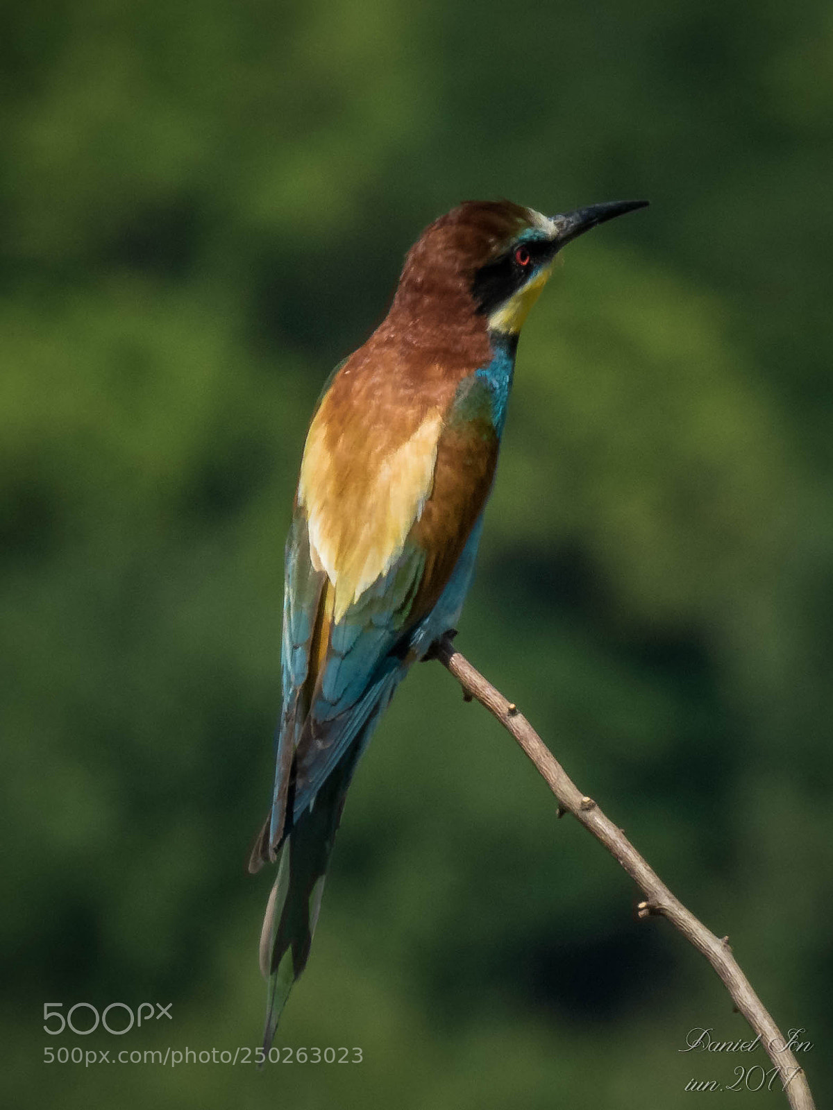 Canon PowerShot SX60 HS sample photo. Prigoria merops apiaster ordinul photography