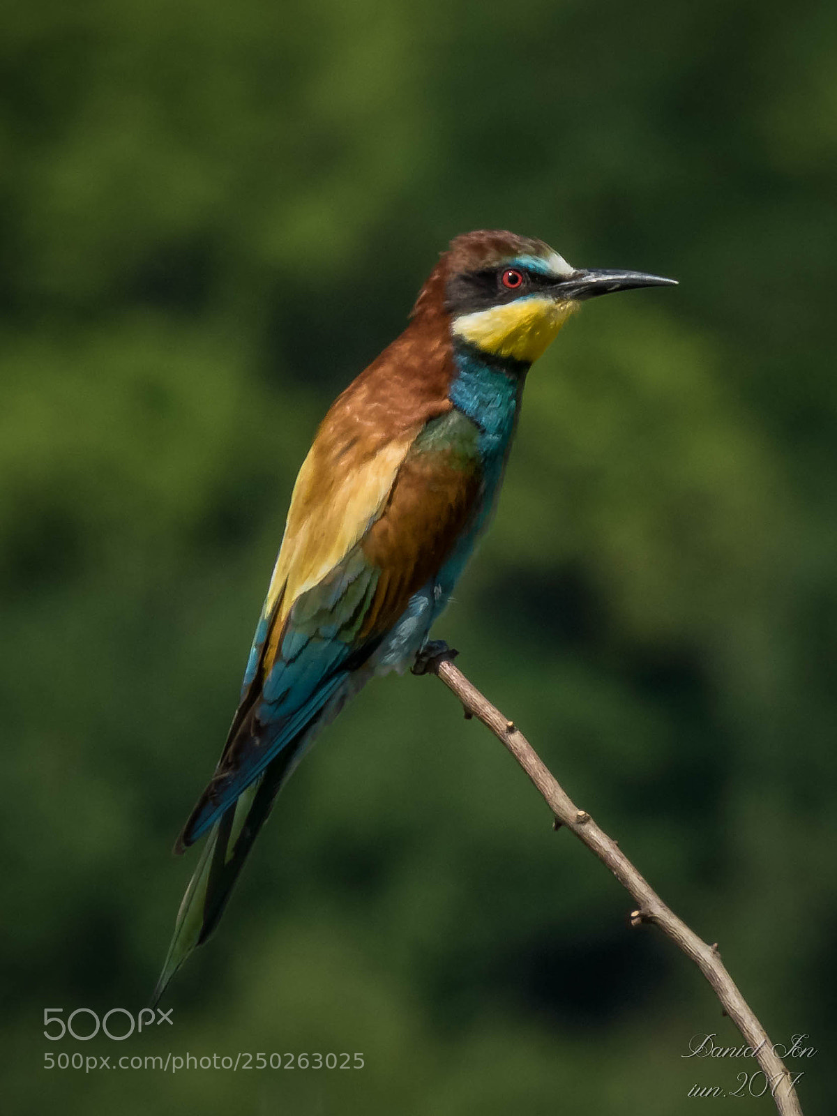 Canon PowerShot SX60 HS sample photo. Prigoria merops apiaster ordinul photography