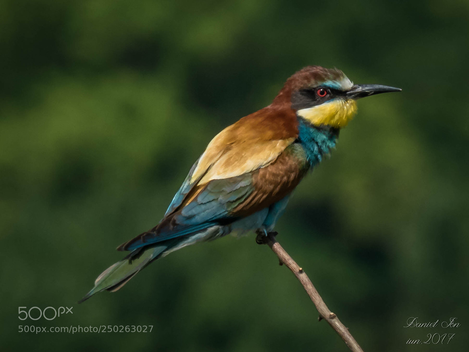 Canon PowerShot SX60 HS sample photo. Prigoria merops apiaster ordinul photography