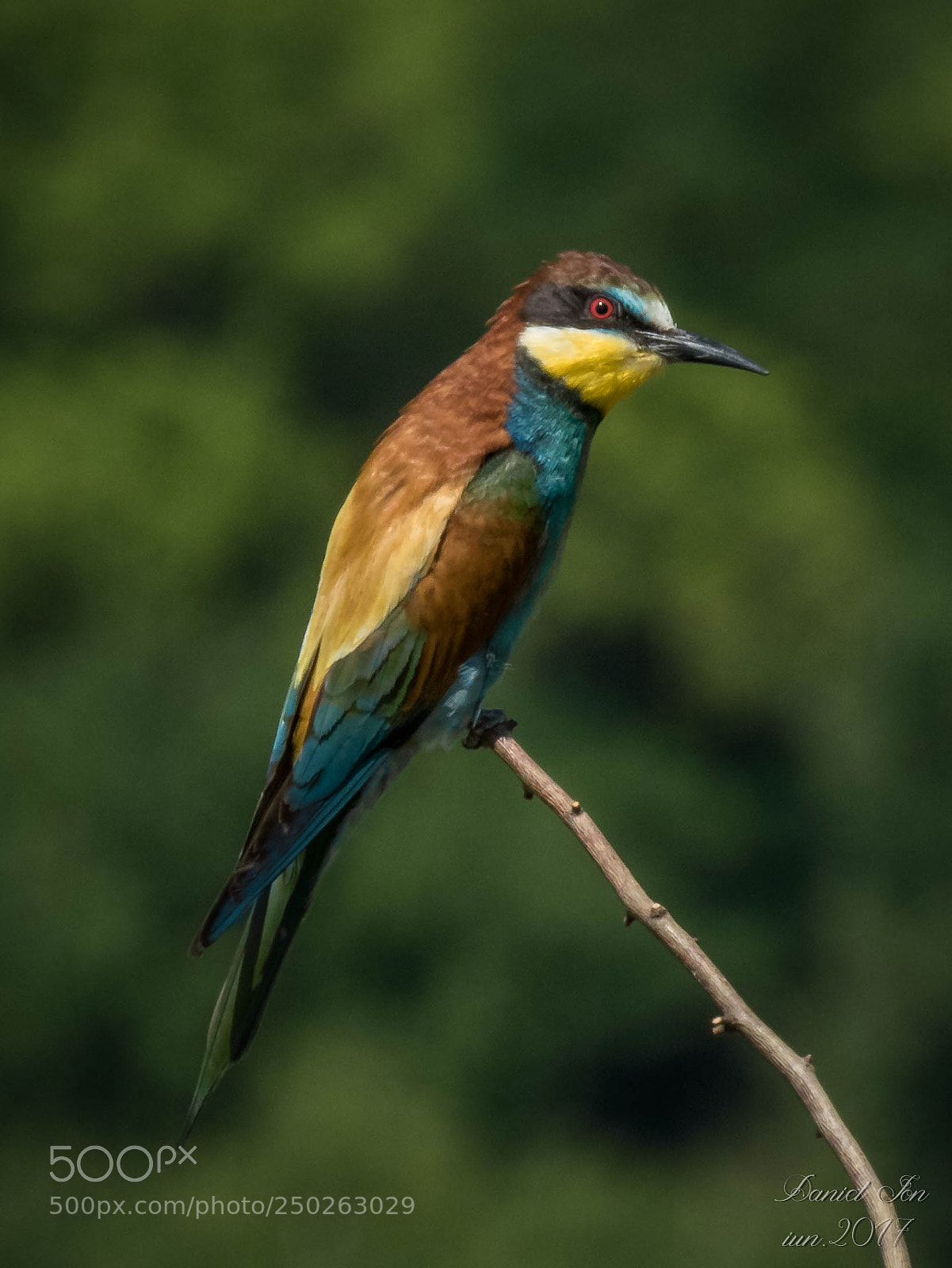 Canon PowerShot SX60 HS sample photo. Prigoria merops apiaster ordinul photography