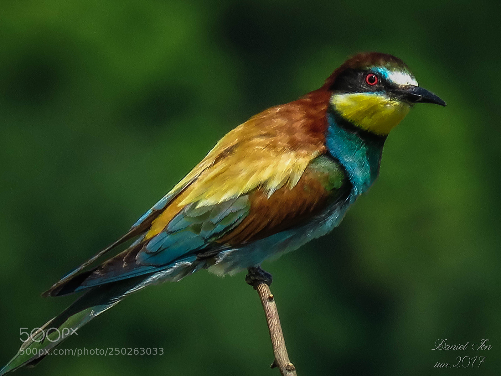 Canon PowerShot SX60 HS sample photo. Prigoria merops apiaster ordinul photography