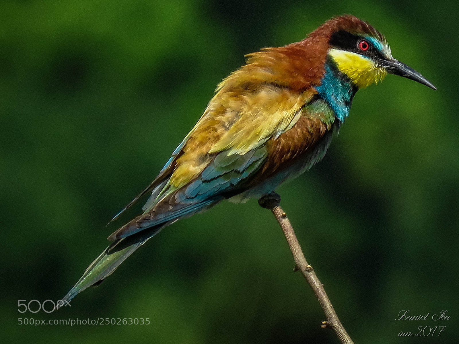 Canon PowerShot SX60 HS sample photo. Prigoria merops apiaster ordinul photography