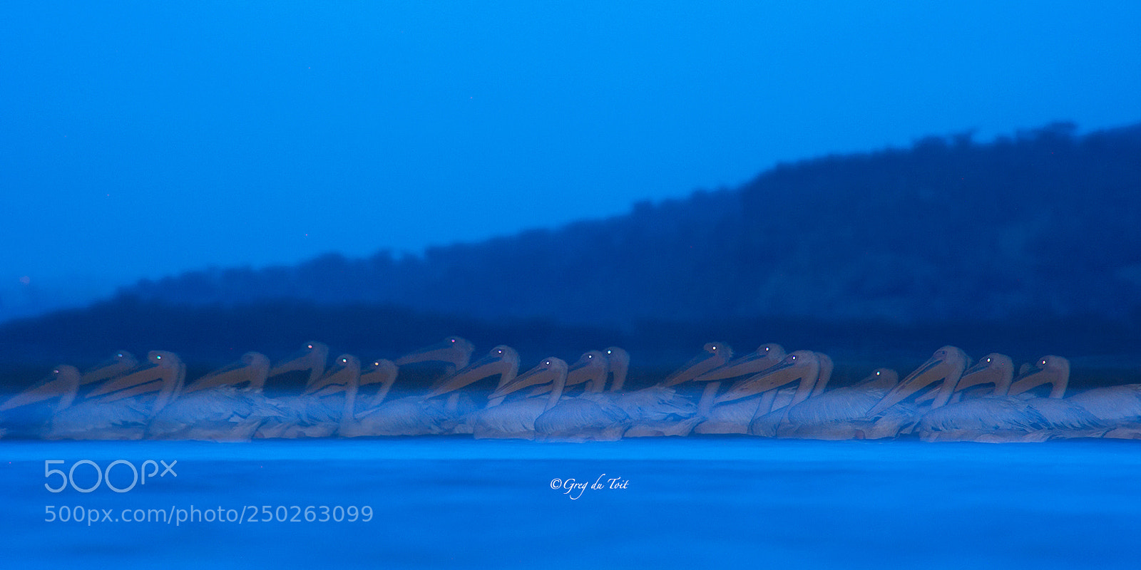 Nikon D3S sample photo. Twilight swimming pelicans photography
