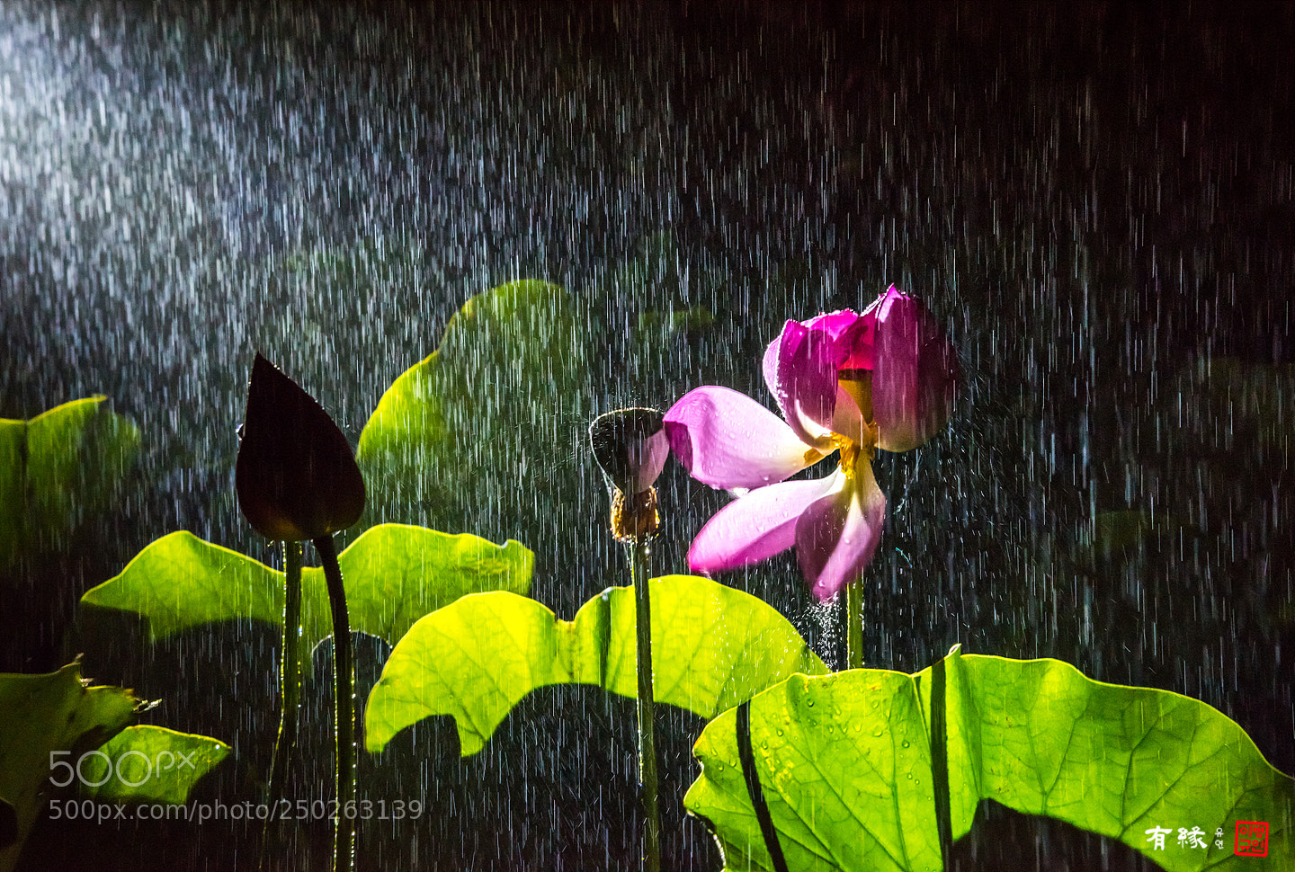 Nikon D810 sample photo. . photography