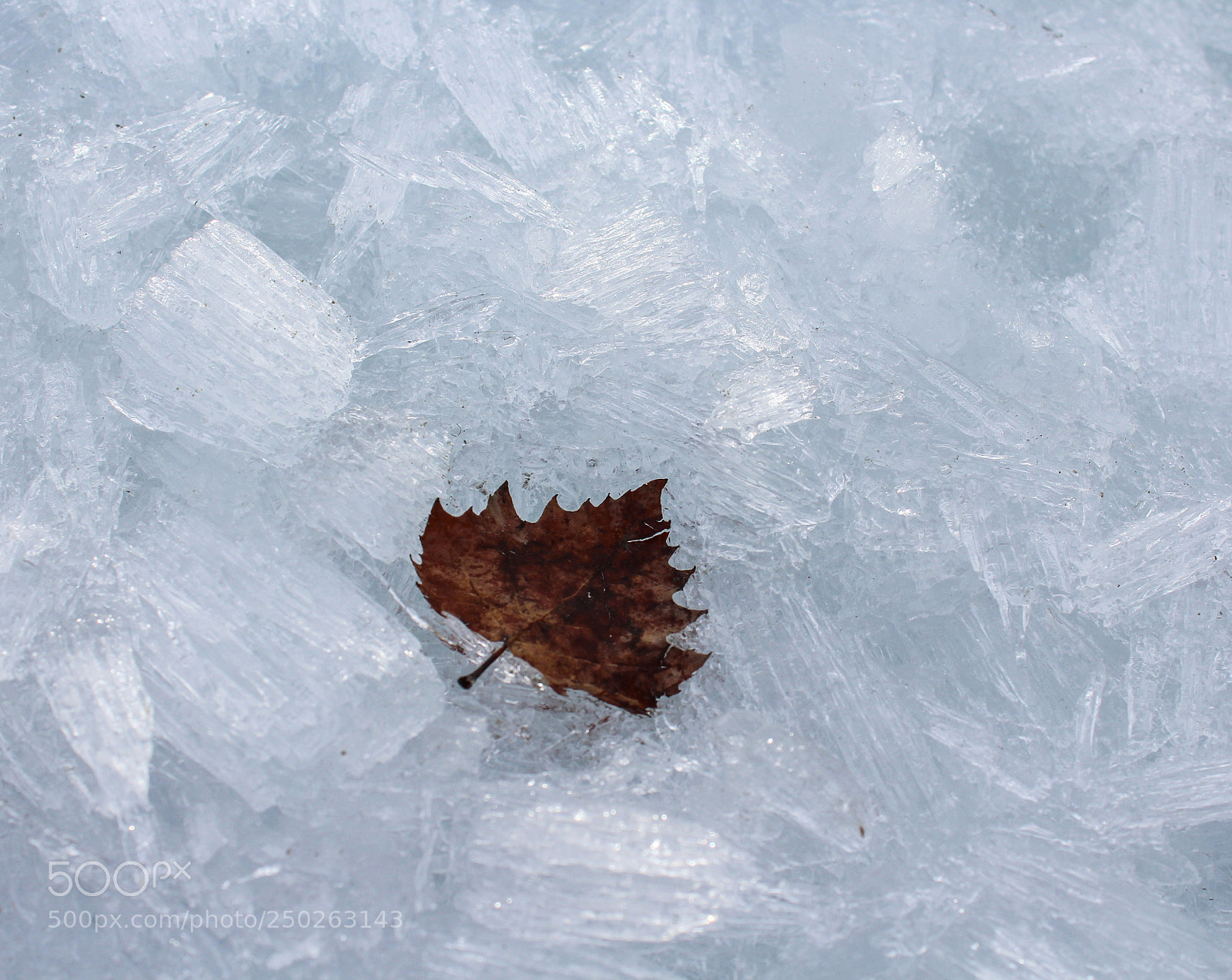 Canon EOS 1200D (EOS Rebel T5 / EOS Kiss X70 / EOS Hi) sample photo. A leaf and ice photography