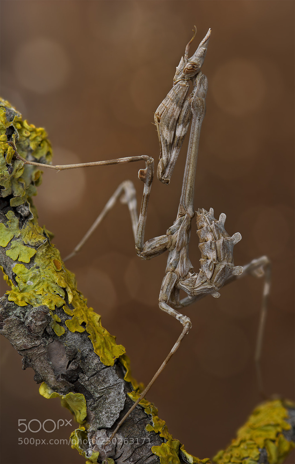 Canon EOS 550D (EOS Rebel T2i / EOS Kiss X4) sample photo. Empusa pennicornis photography