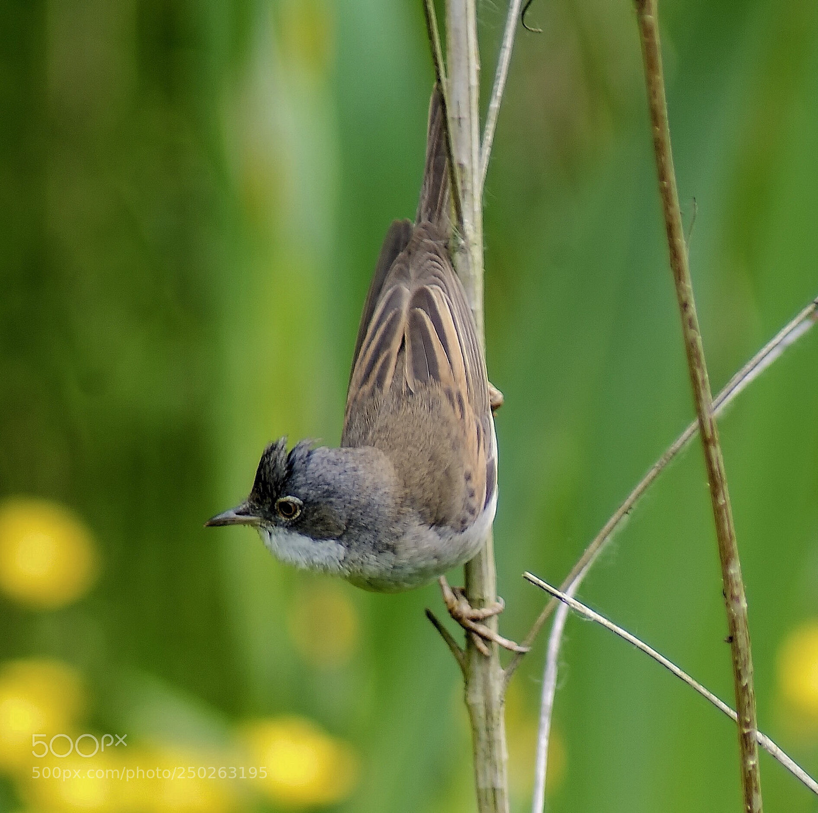 Sony Alpha DSLR-A200 sample photo. White throat  photography