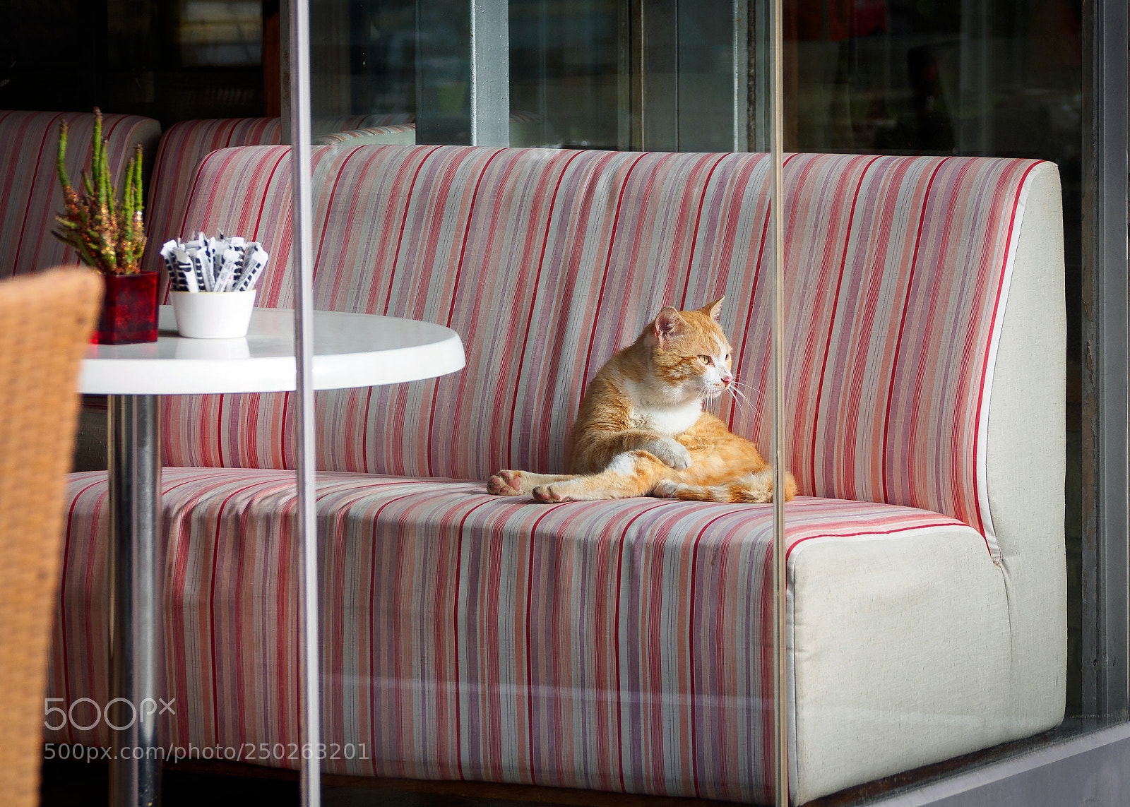 Olympus PEN E-PL6 sample photo. At the coffee shop photography